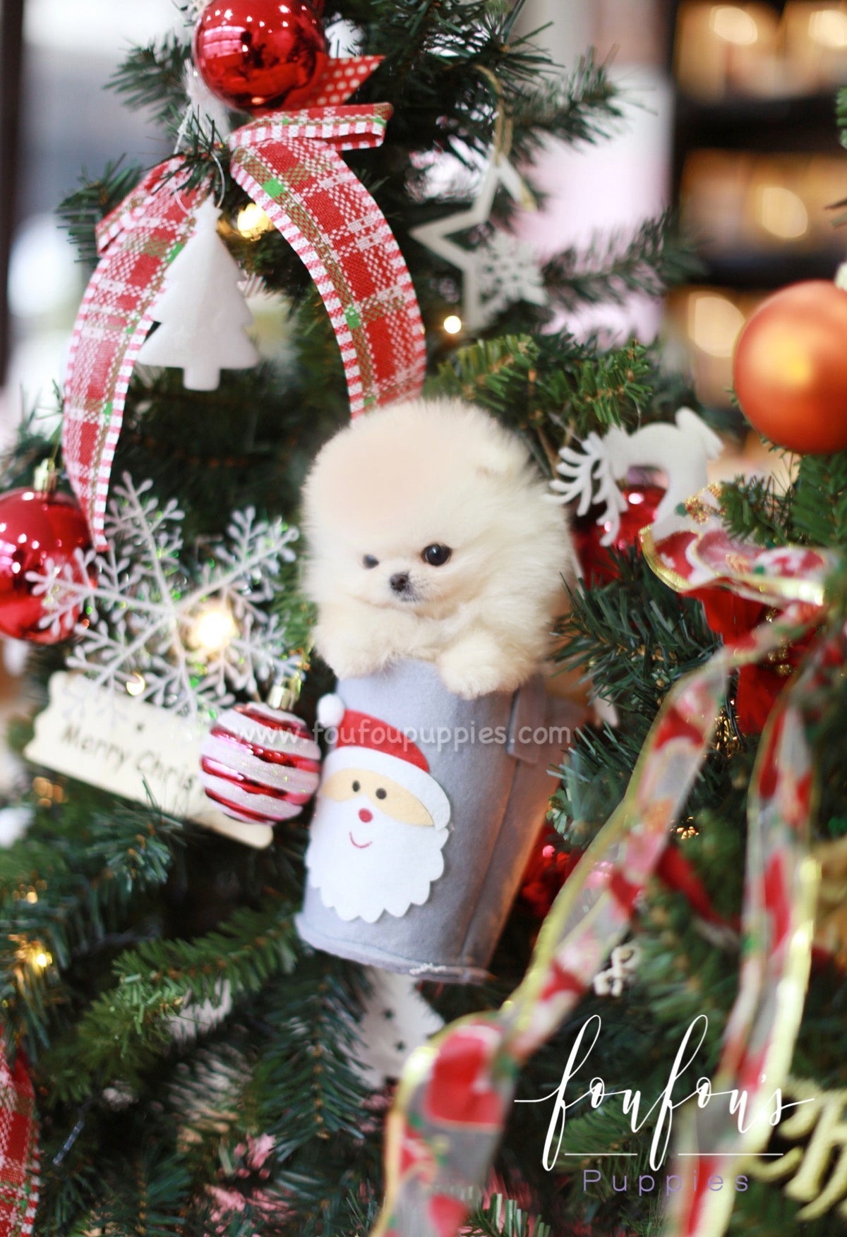 Star - Pomeranian M.