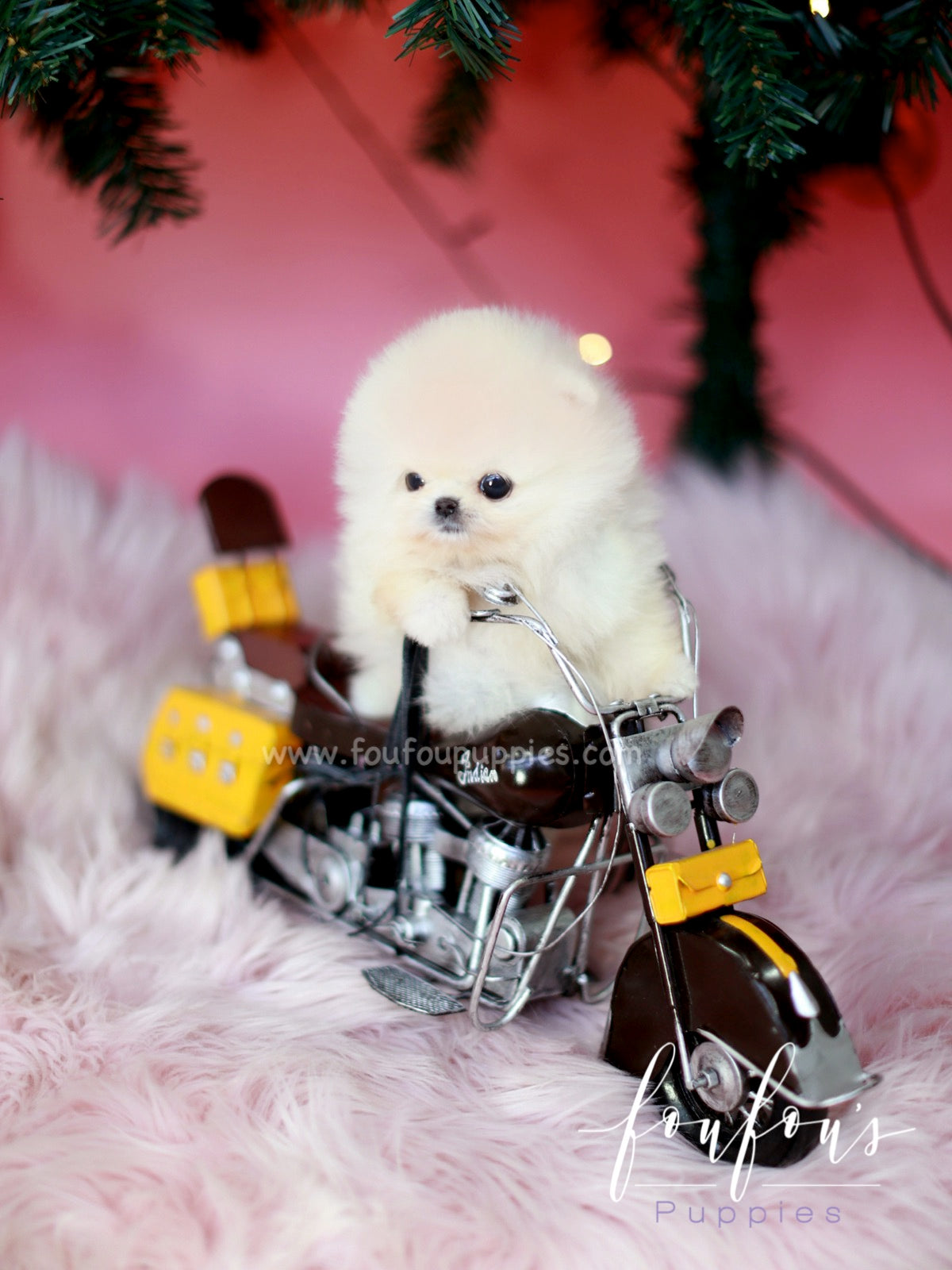 Star - Pomeranian M.