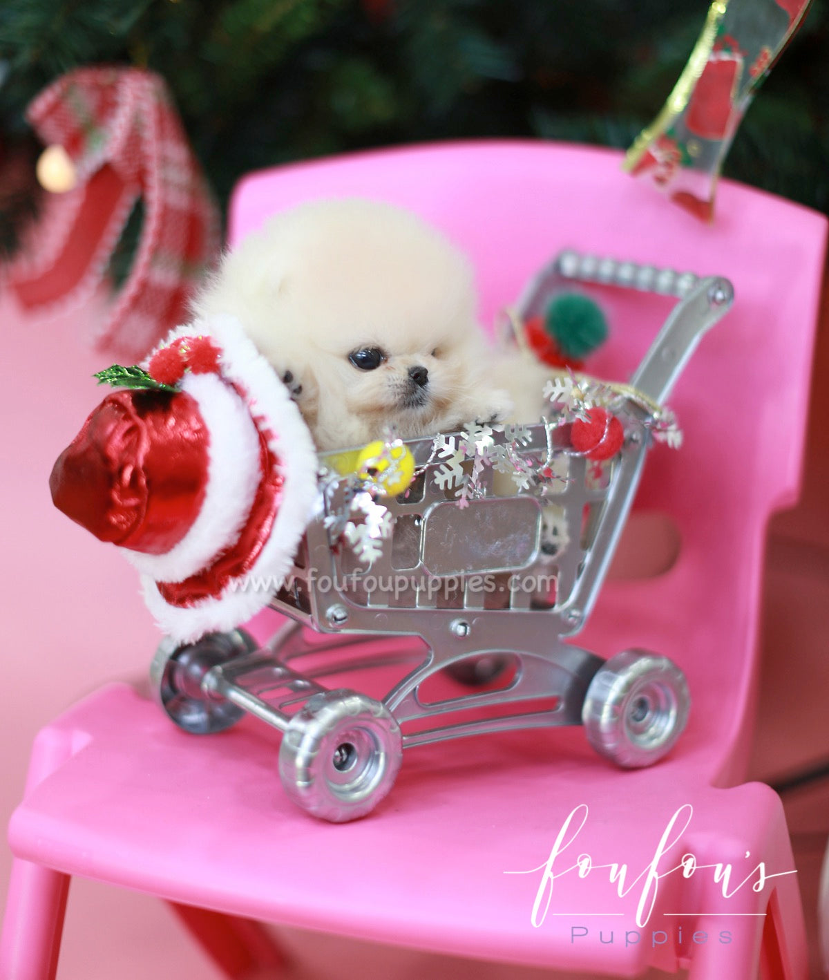Star - Pomeranian M.