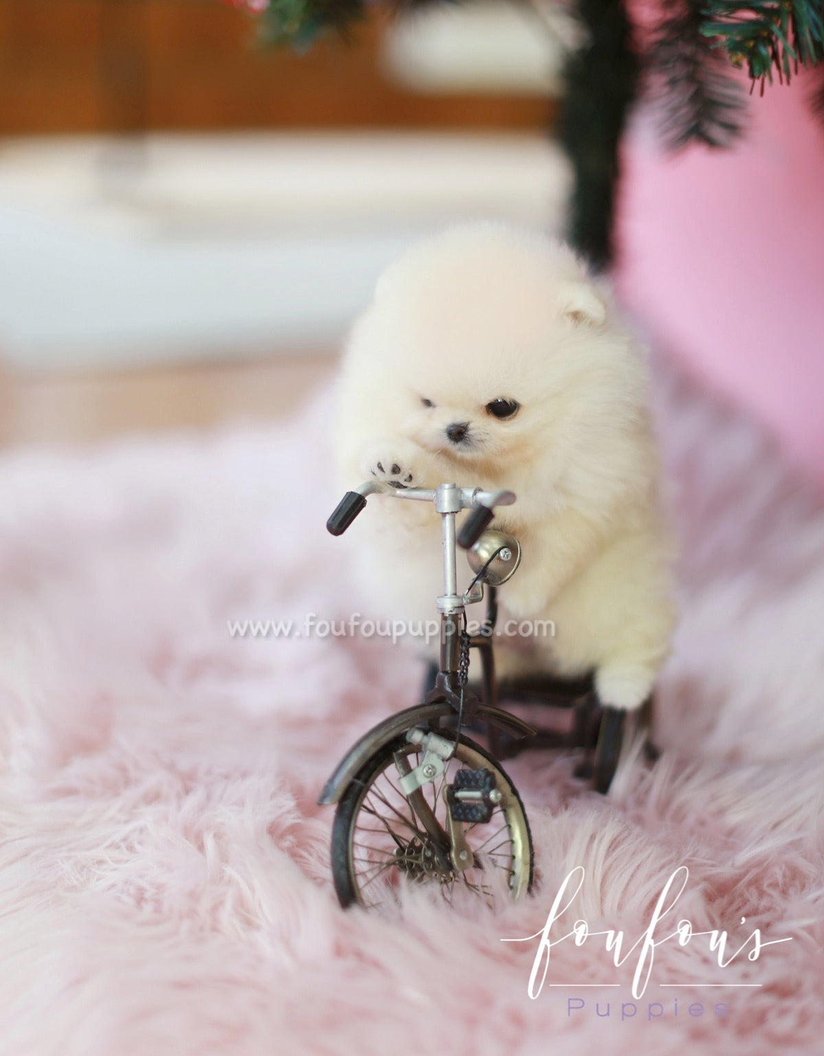 Star - Pomeranian M.