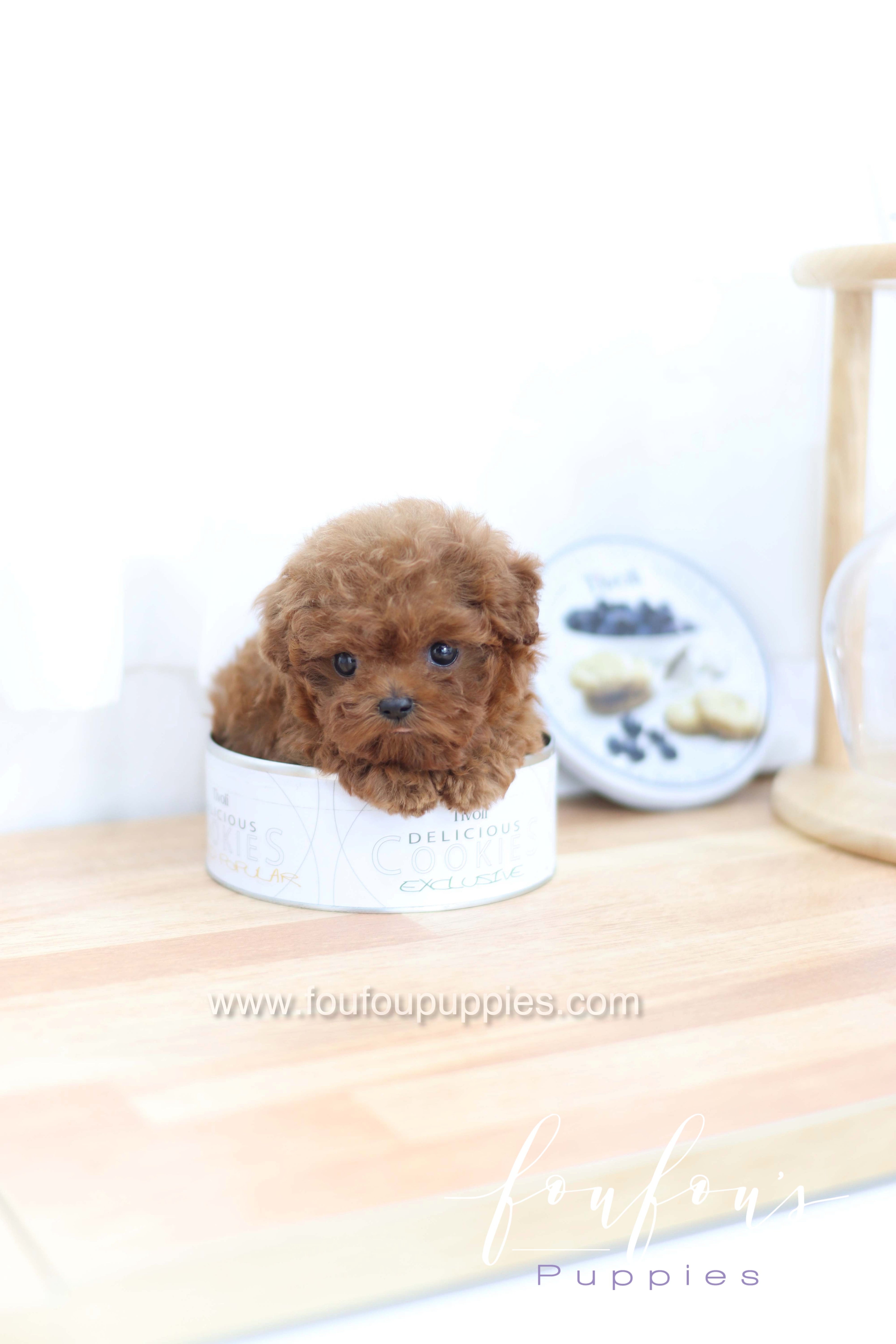 Merlot - Poodle F.