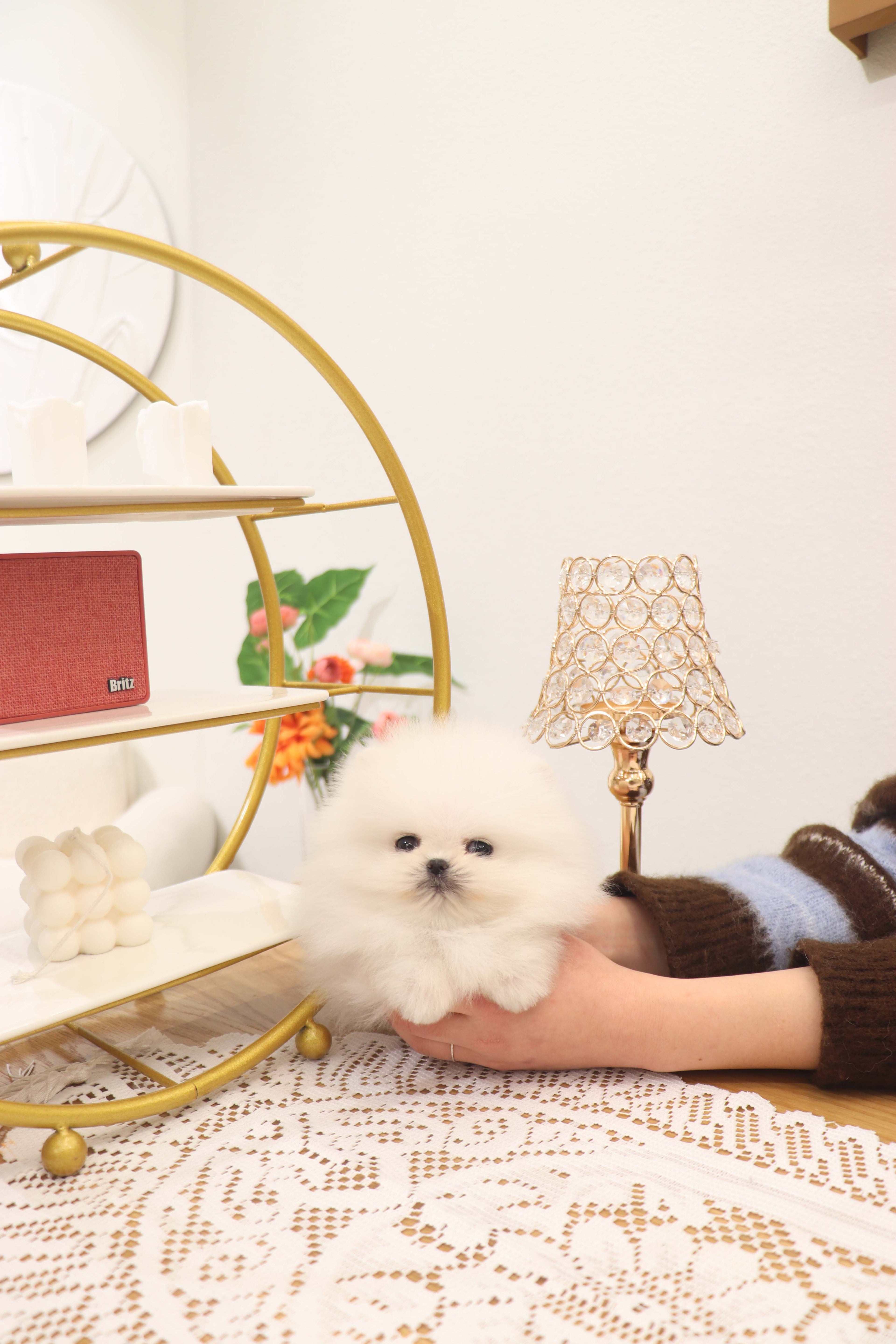 Benny - Pomeranian M.