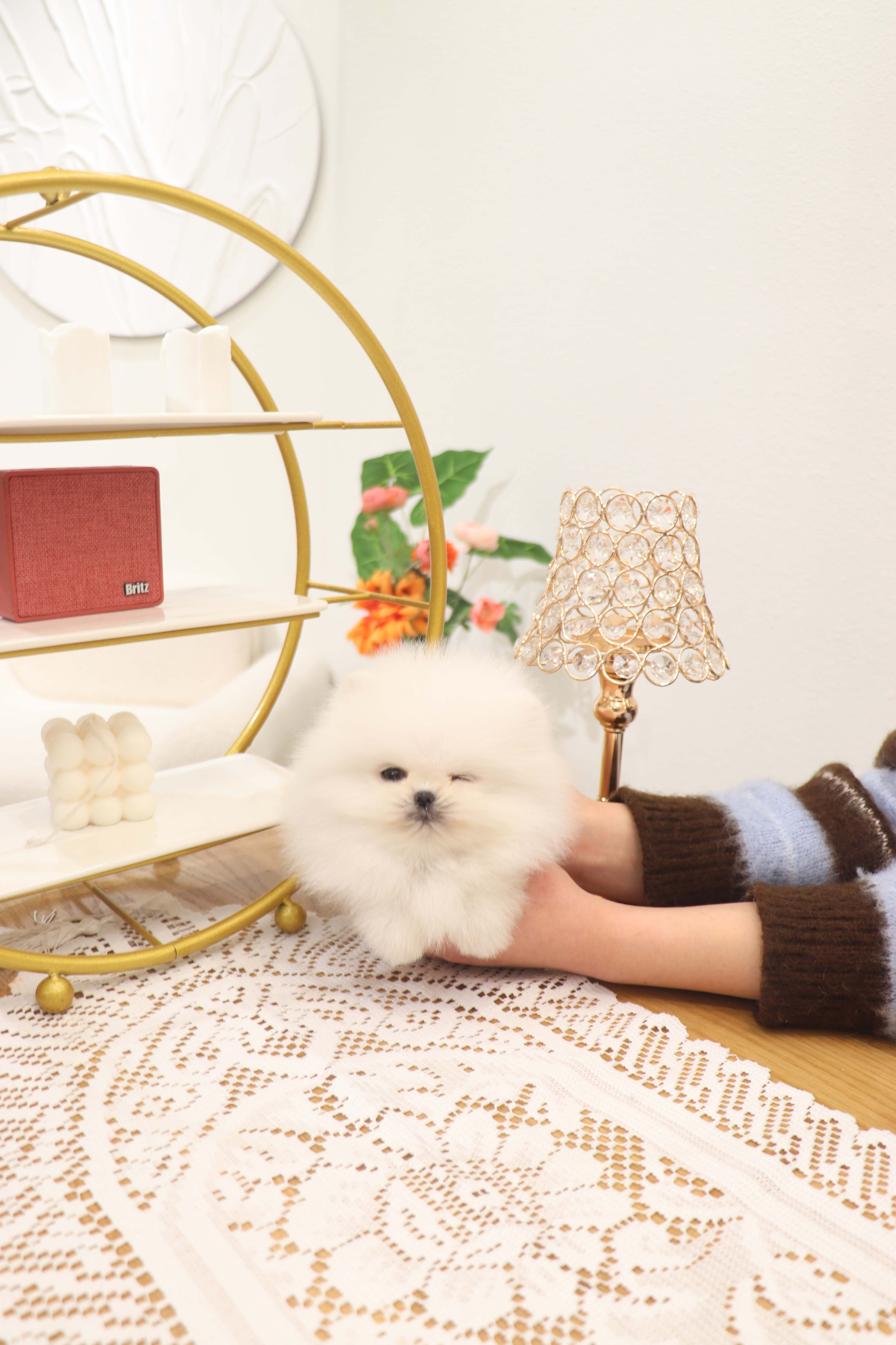 Benny - Pomeranian M.