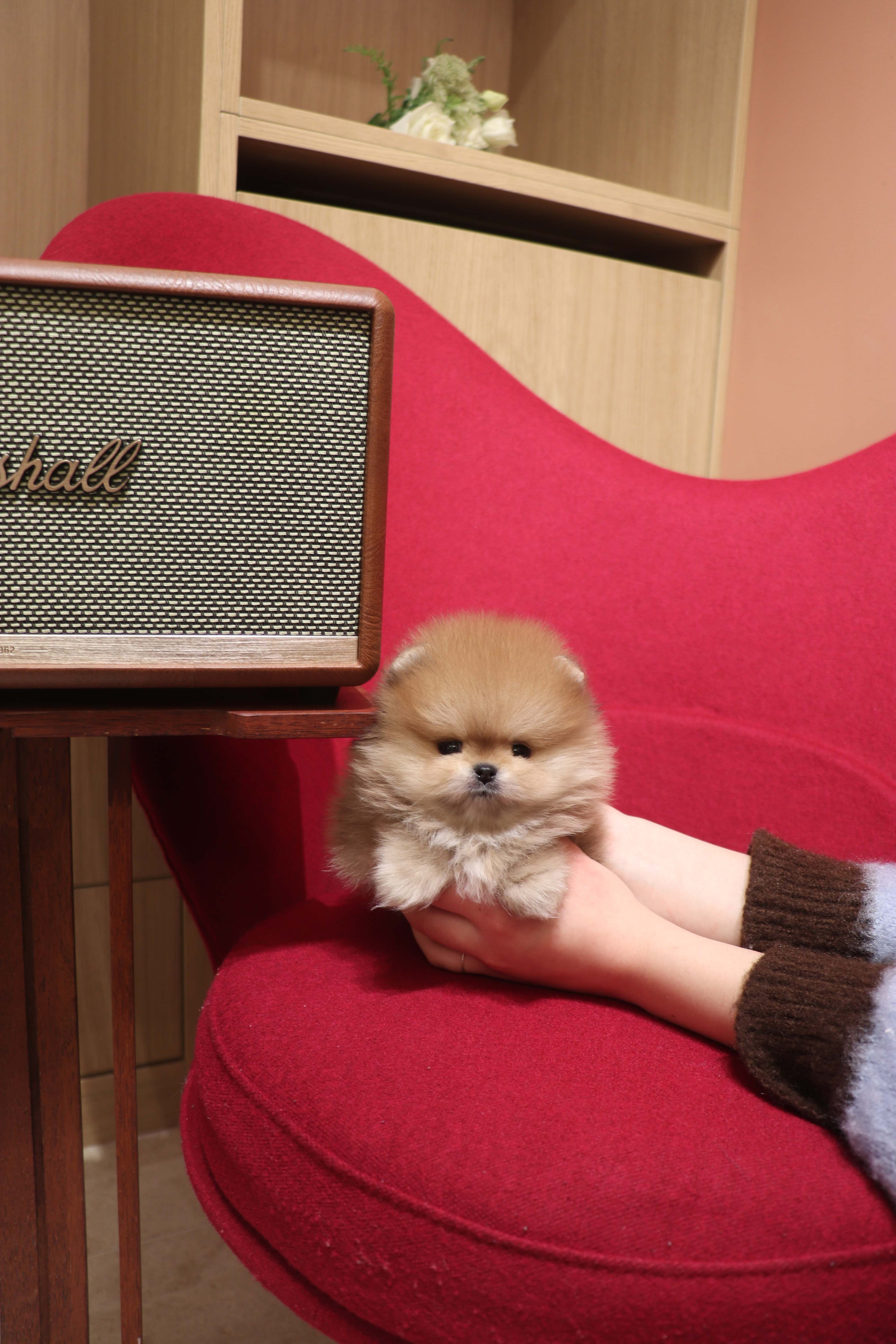 Boo - Pomeranian M.