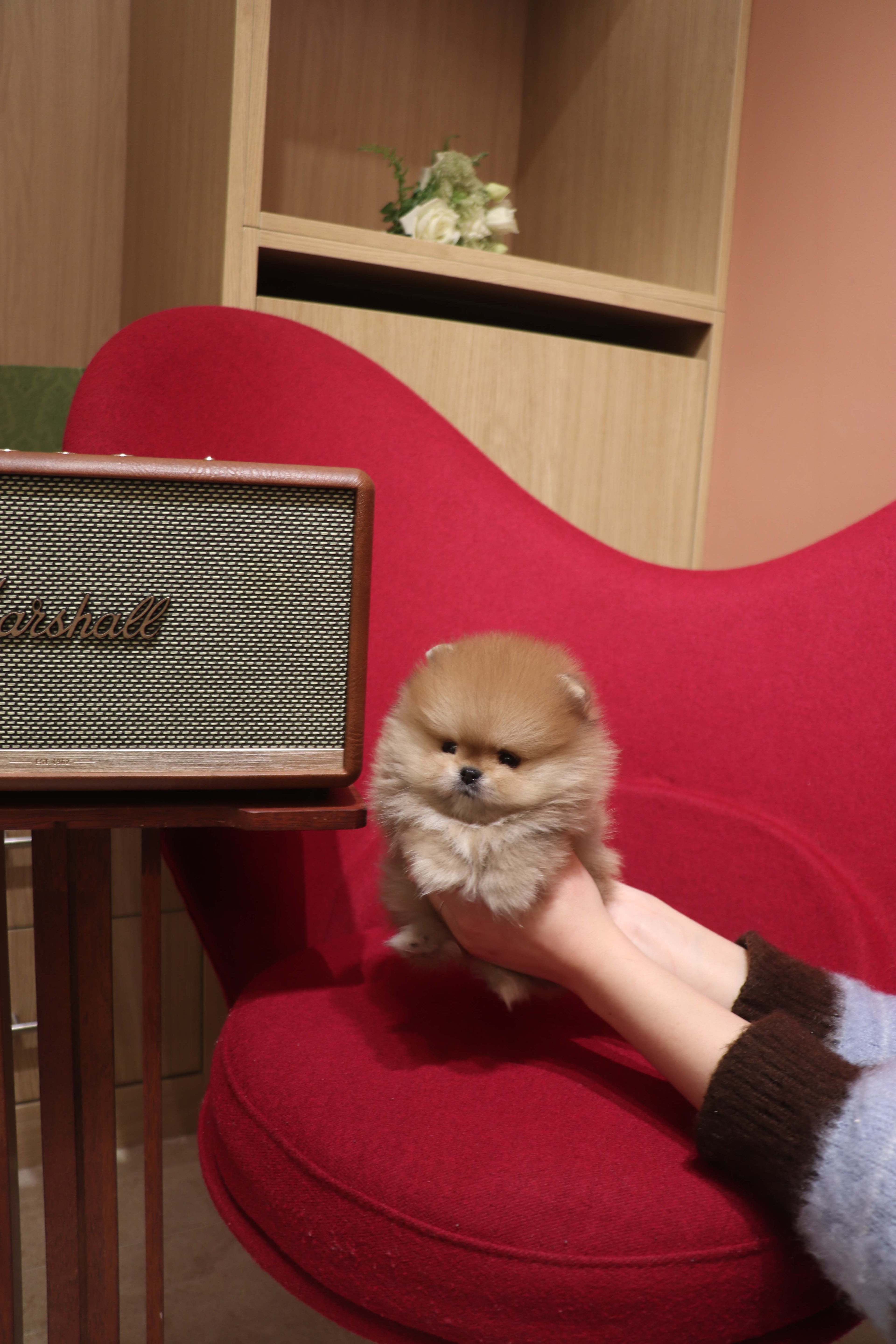 Boo - Pomeranian M.