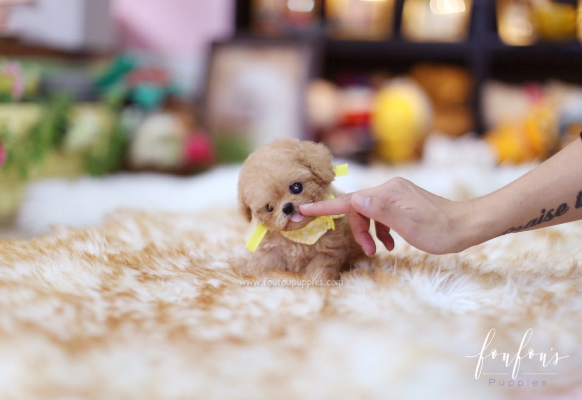 Winnie - Poodle M.