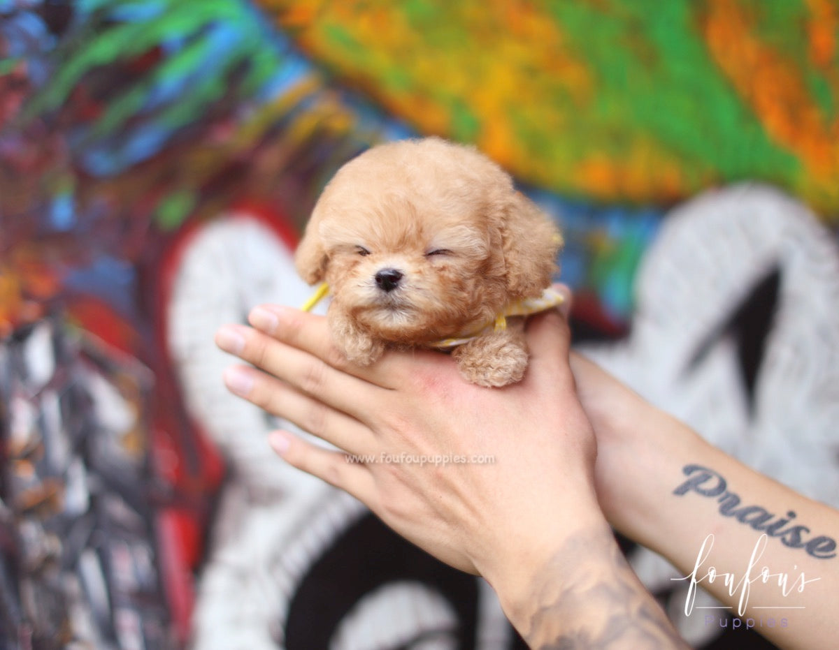 Winnie - Poodle M.