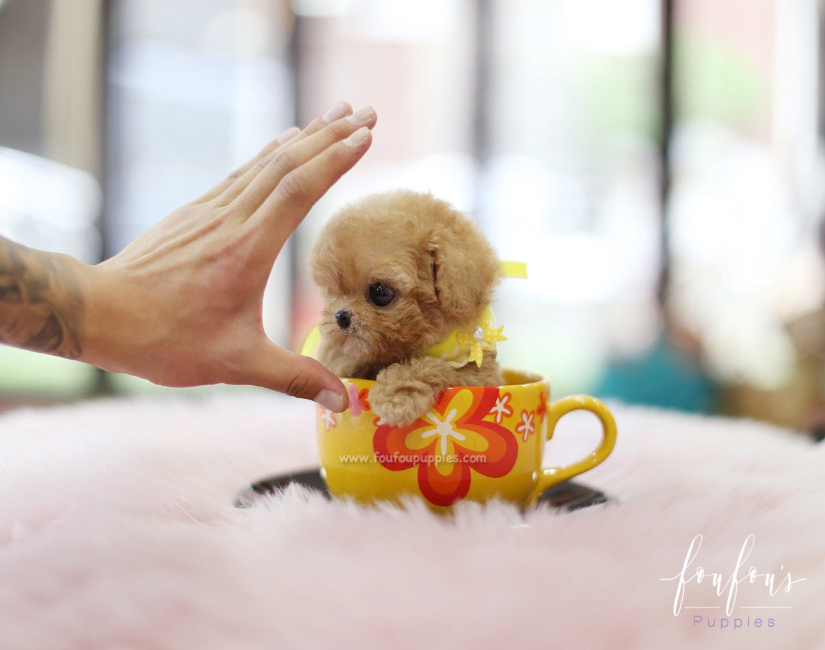 Winnie - Poodle M.