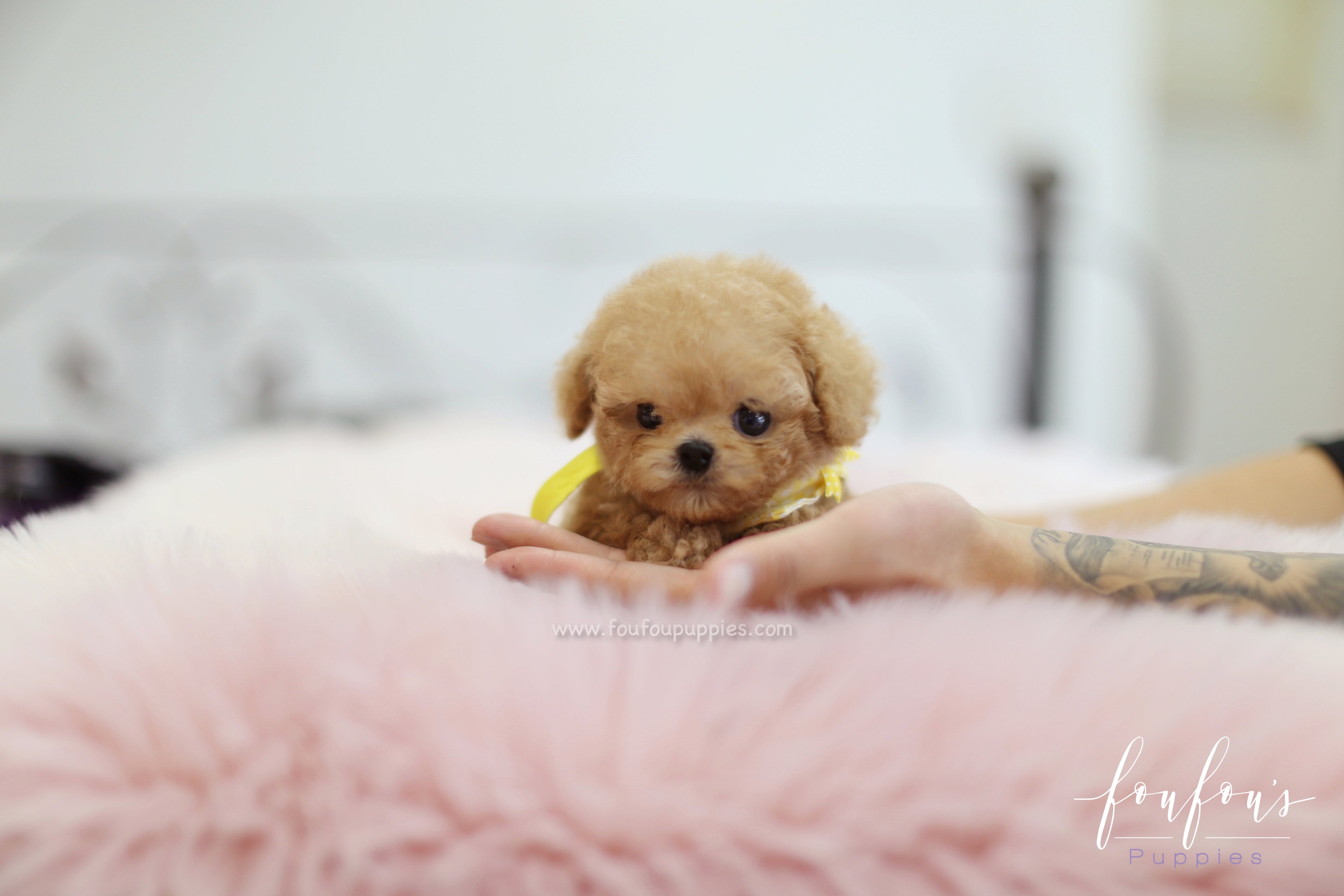 Winnie - Poodle M.