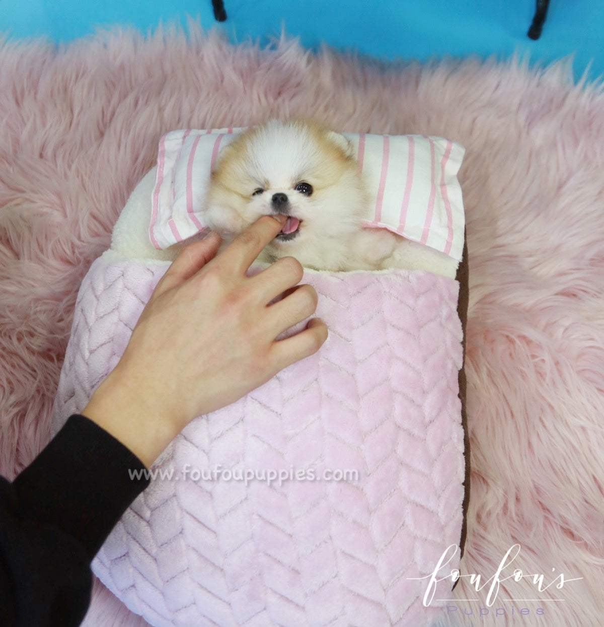 Beverly - Pomeranian M.