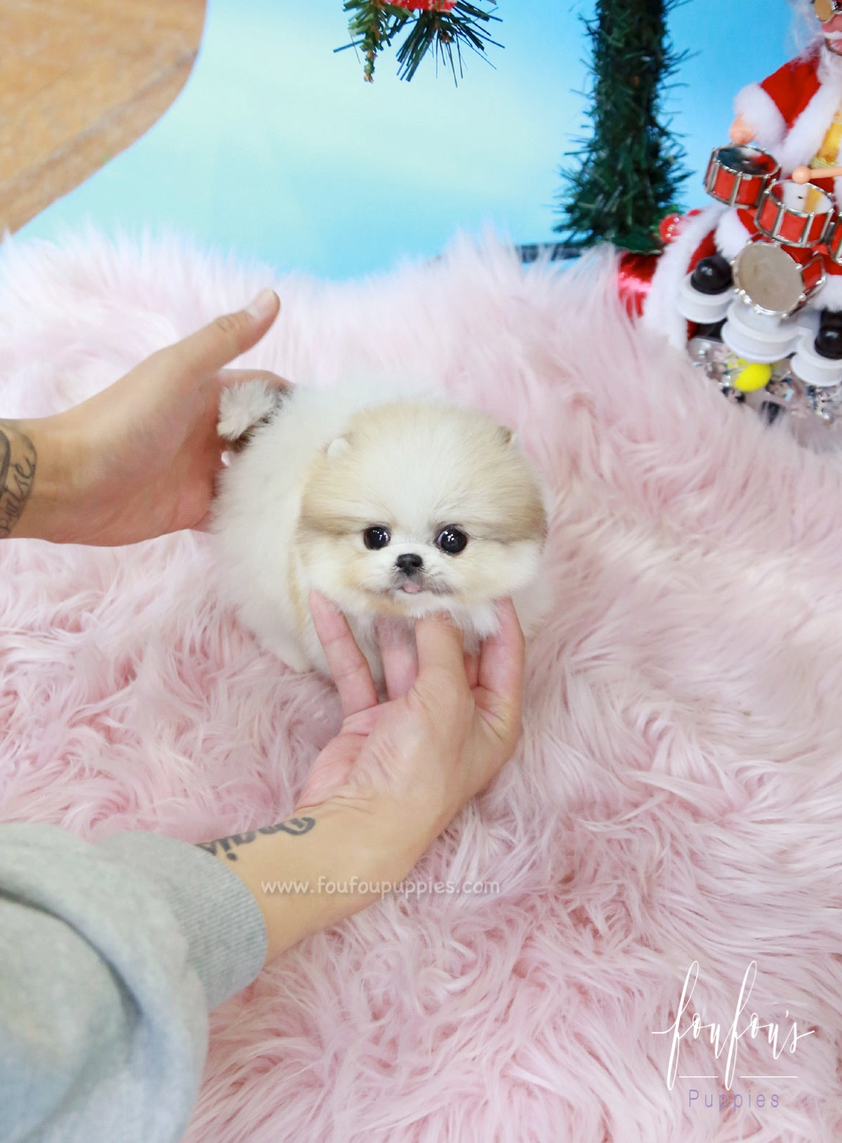 Fendi - Pomeranian F.