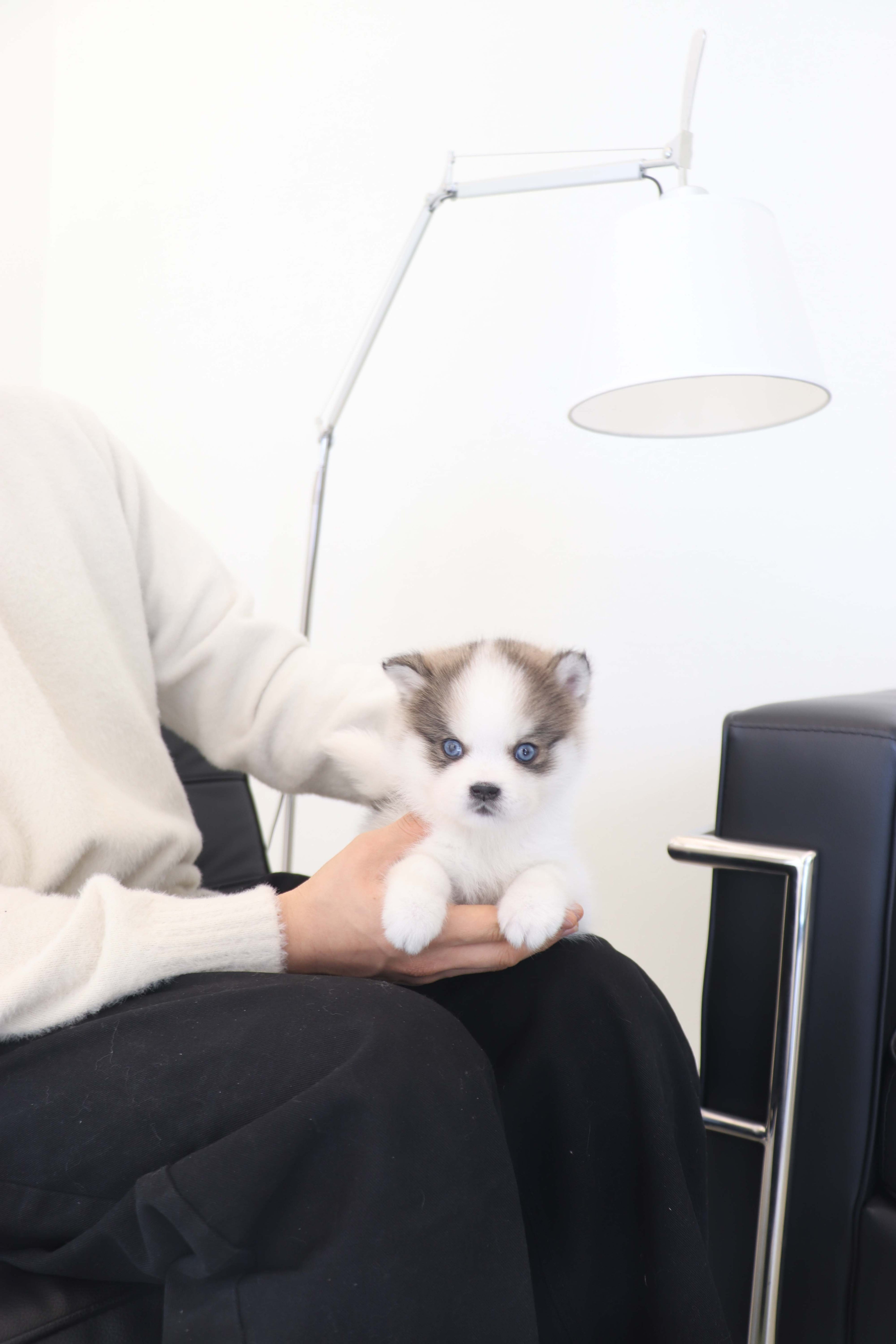 Wolfie - Pomsky F.