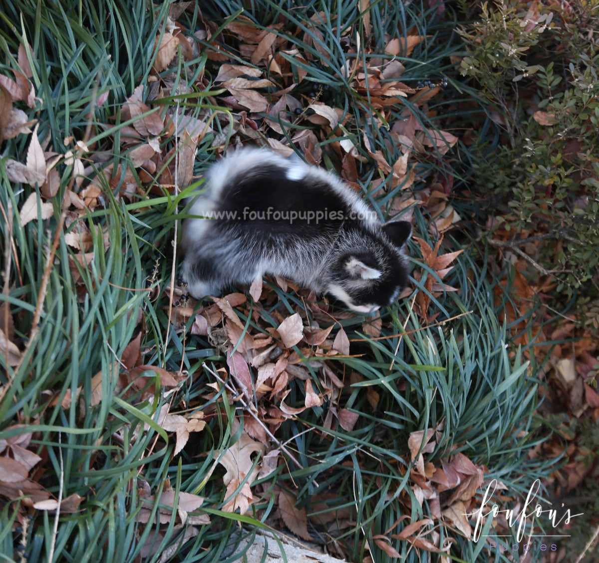 Zazu - Pomsky M.