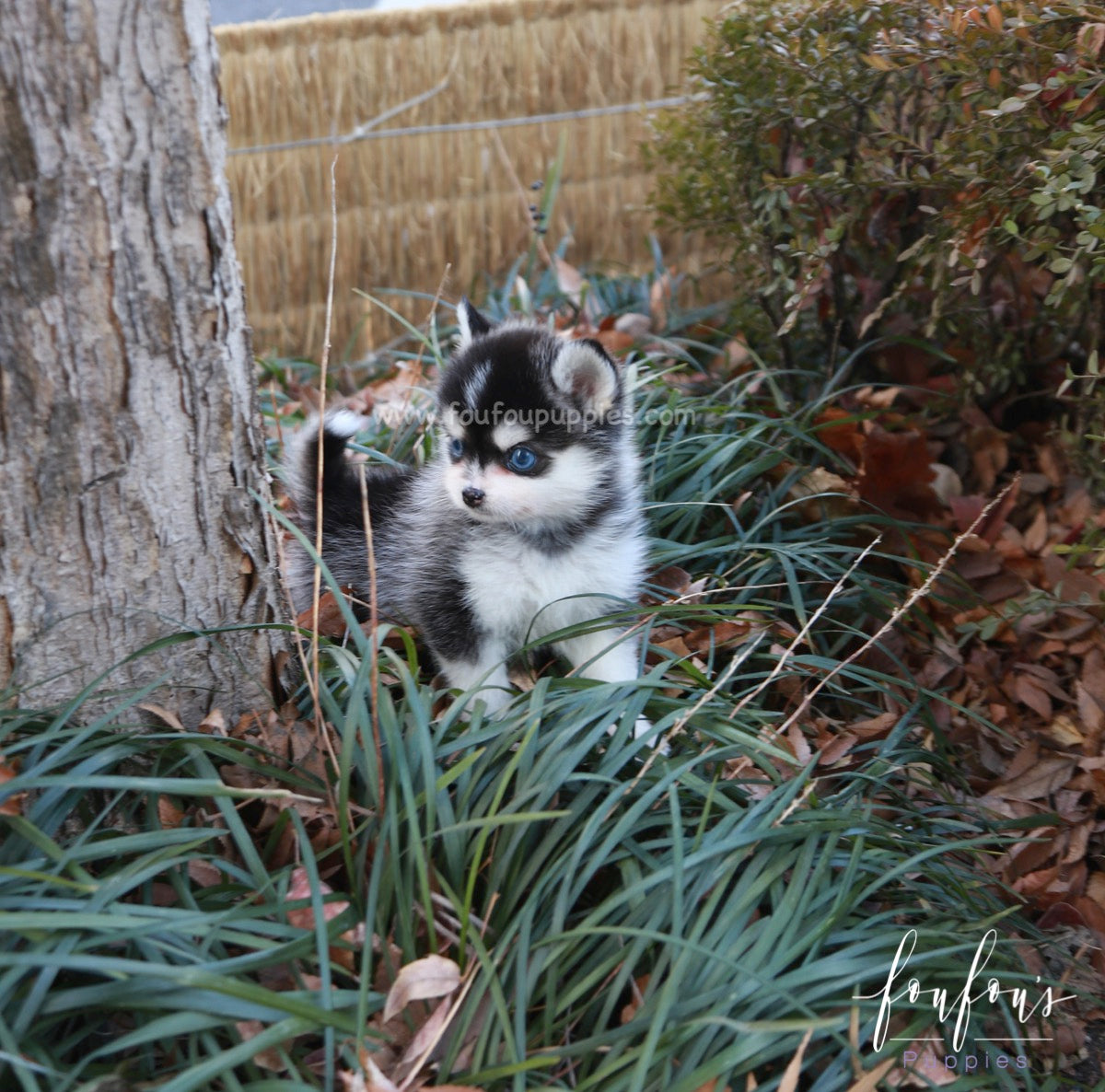 Zazu - Pomsky M.