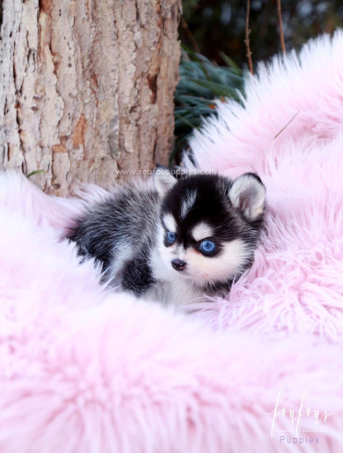 Zazu - Pomsky M.