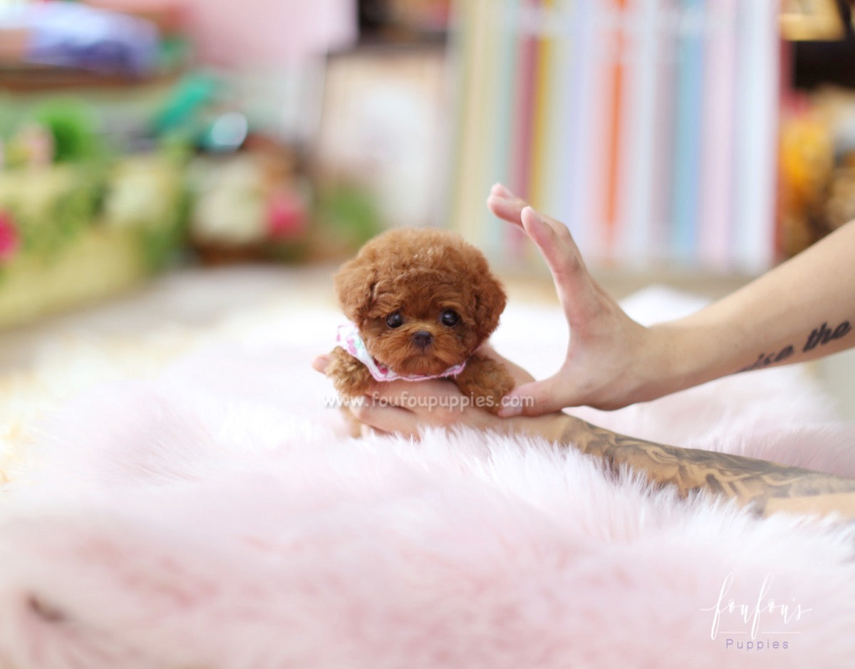 Rouge - Poodle F.