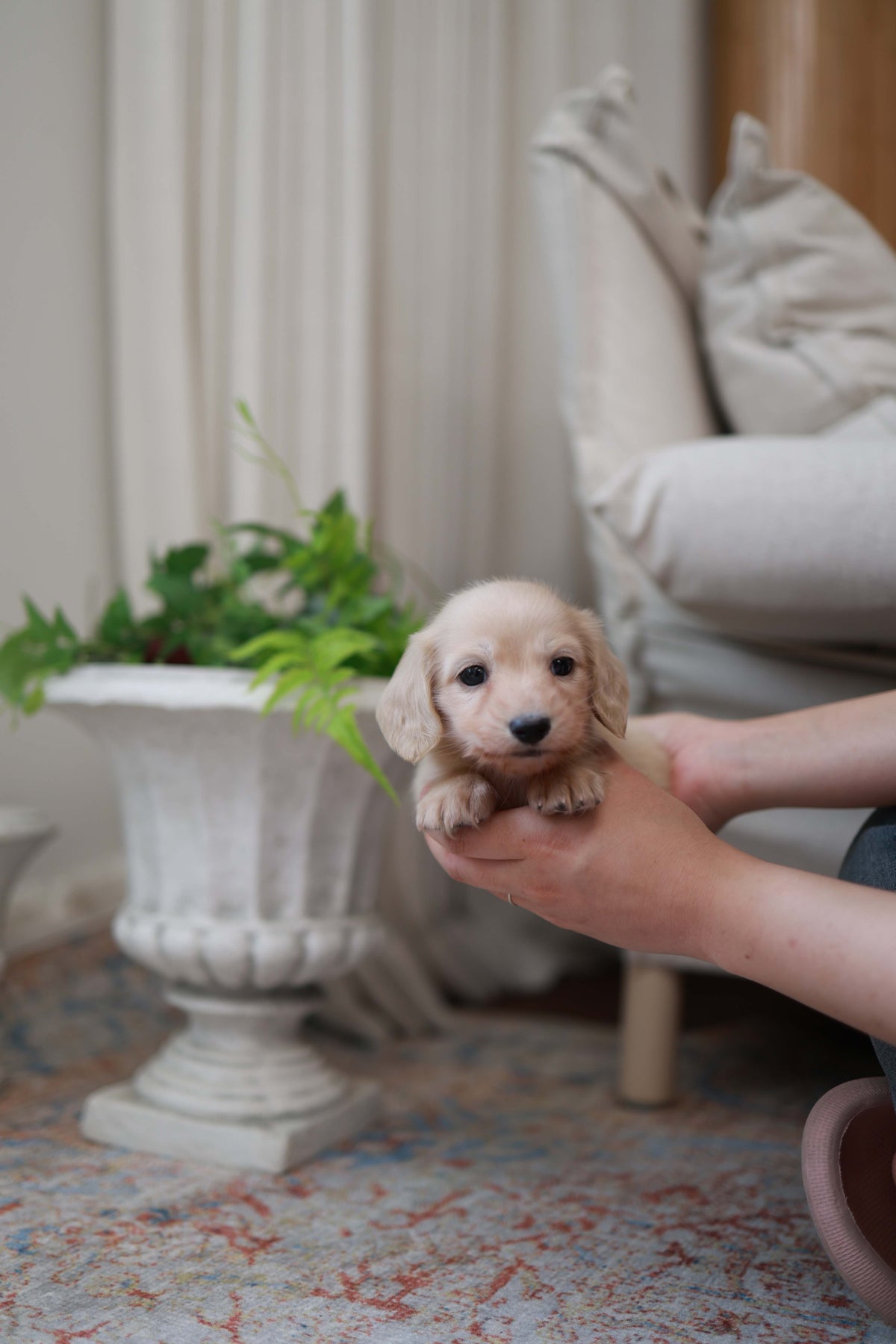 Eden - Dachshund F.