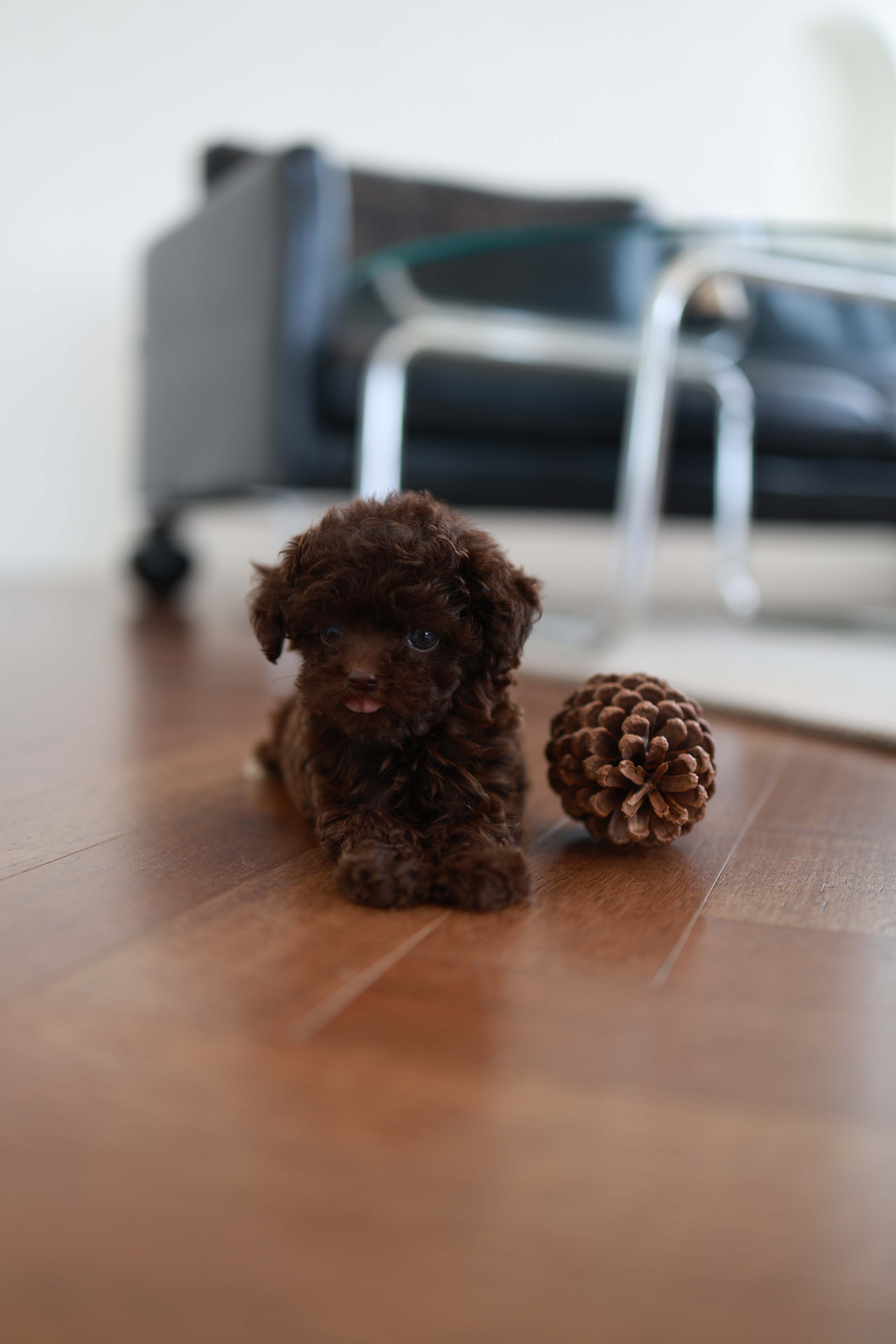 Patchi - Poodle F.