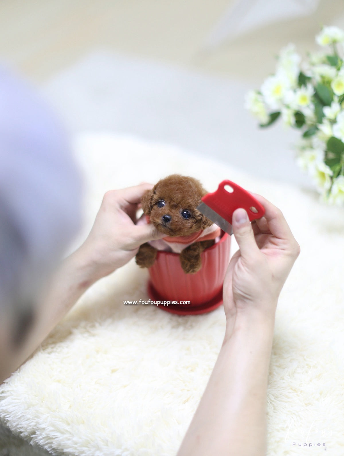 Minnie - Poodle F.