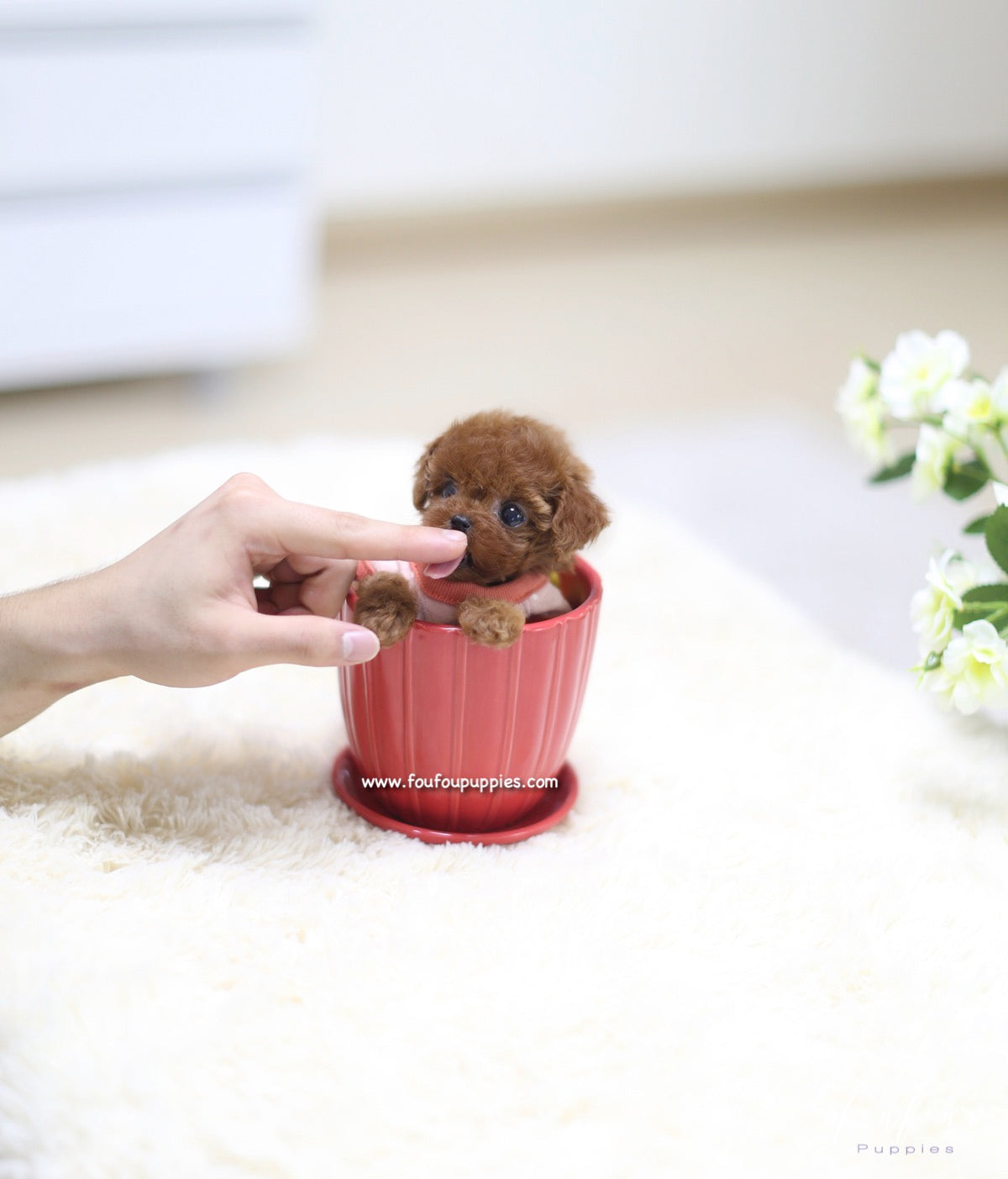 Minnie - Poodle F.