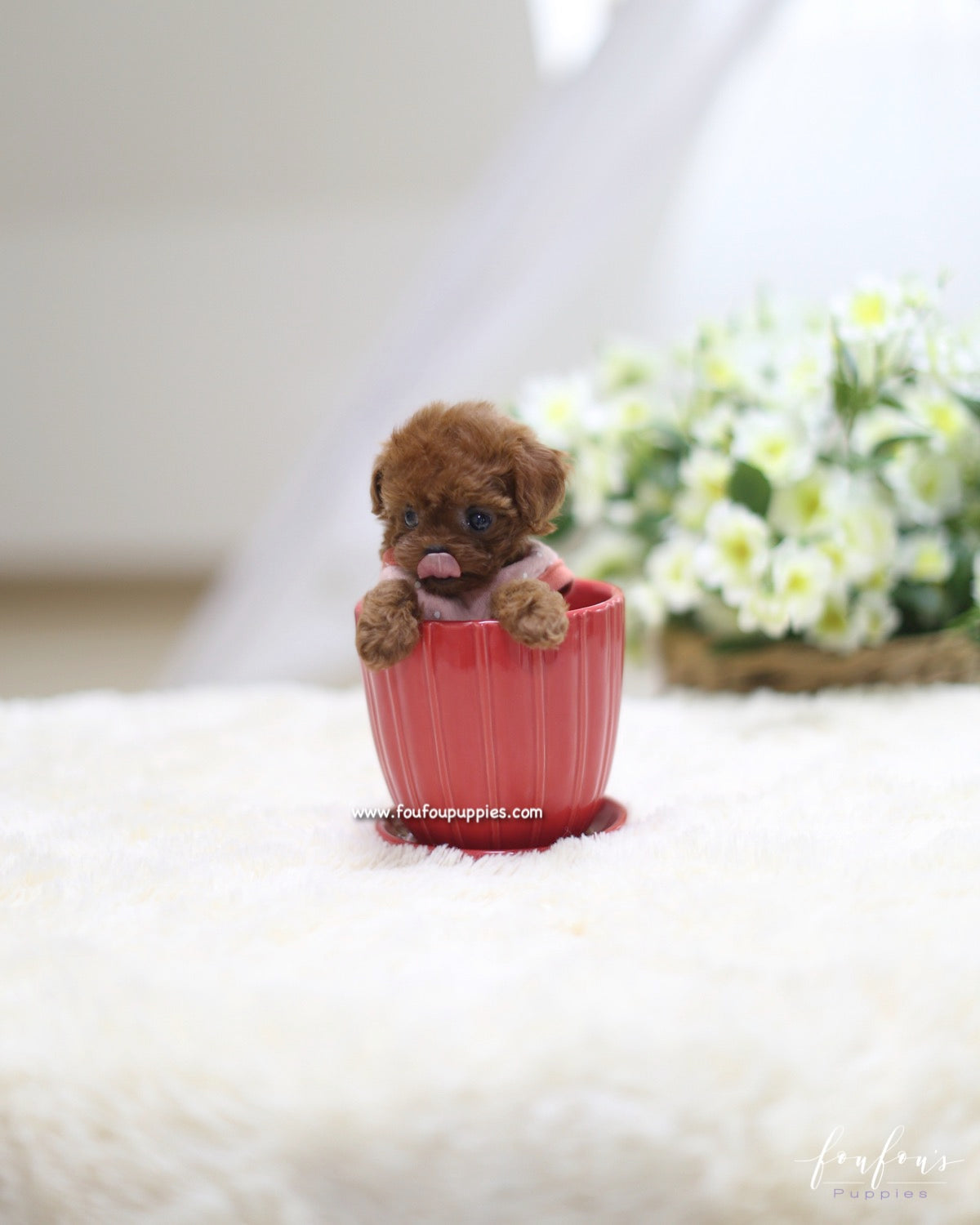 Minnie - Poodle F.