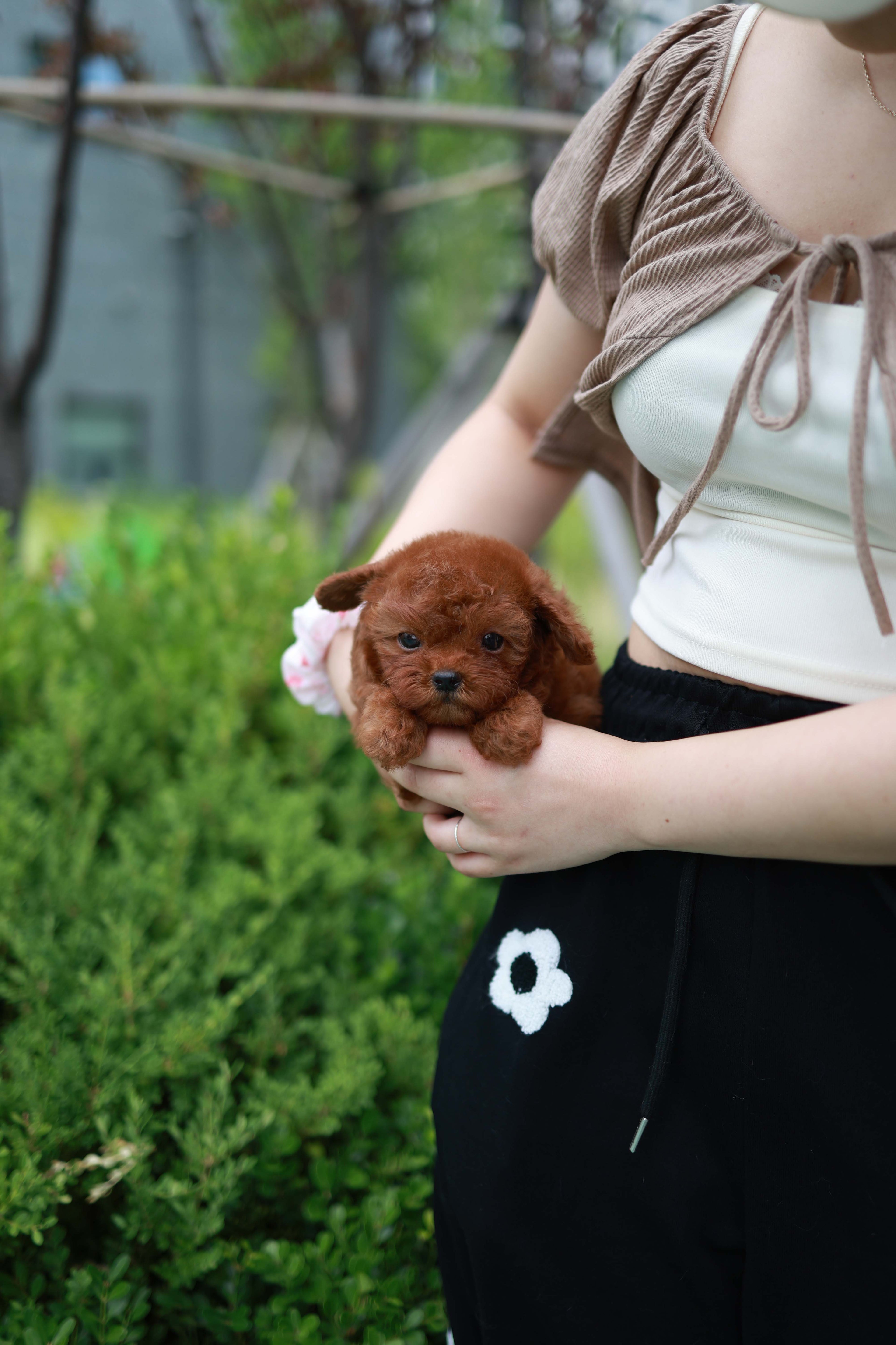 Lilly - Poodle F.