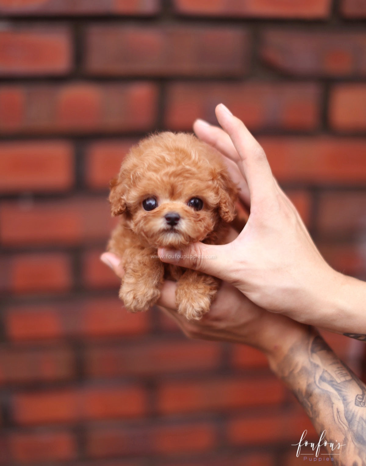 Louie - Poodle M.