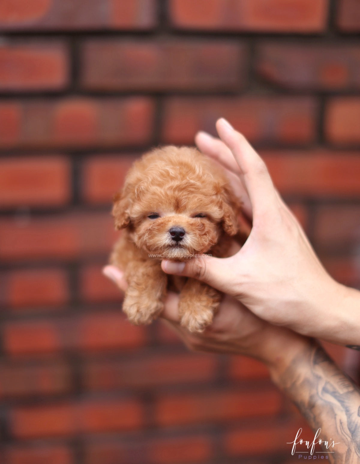Louie - Poodle M.
