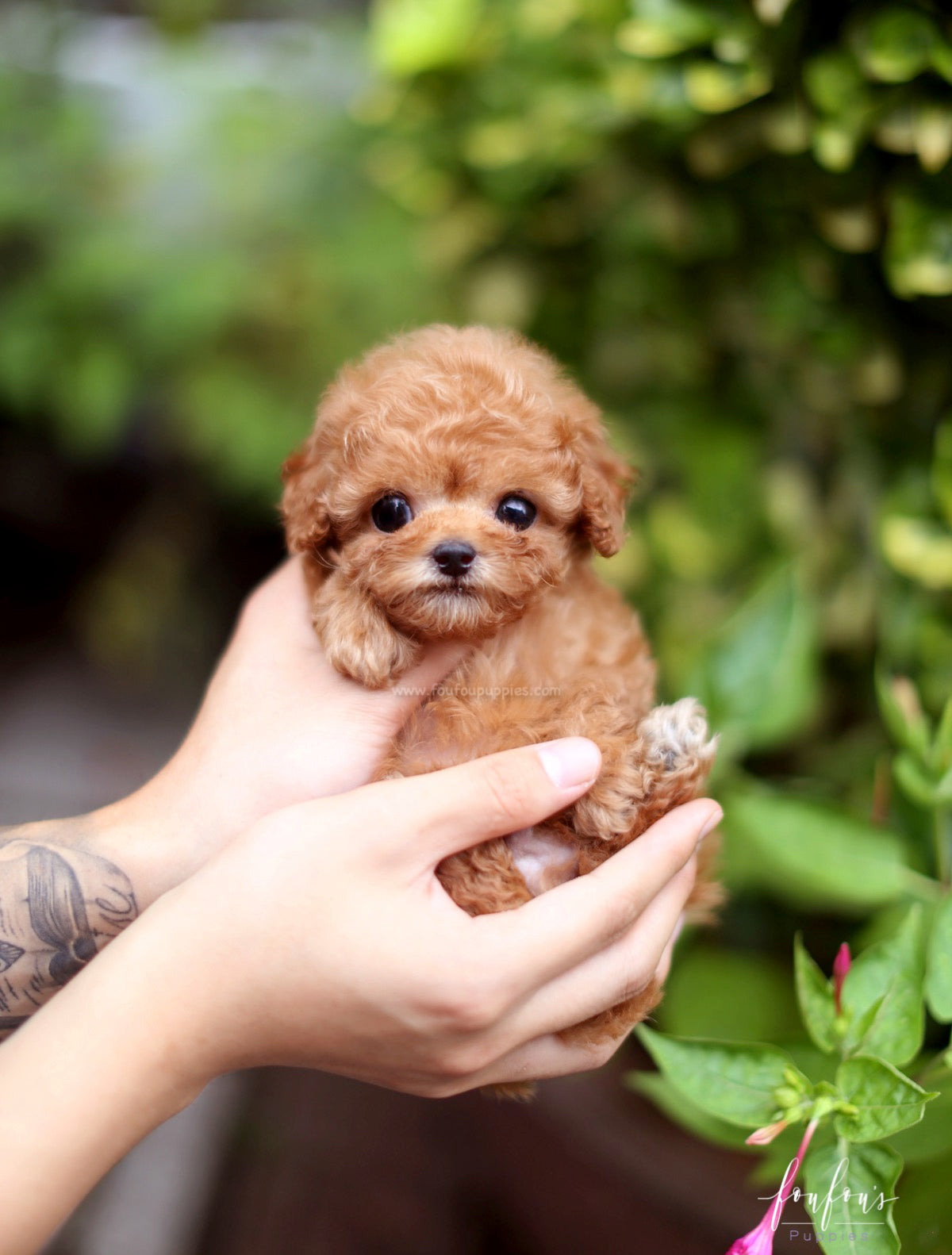 Louie - Poodle M.