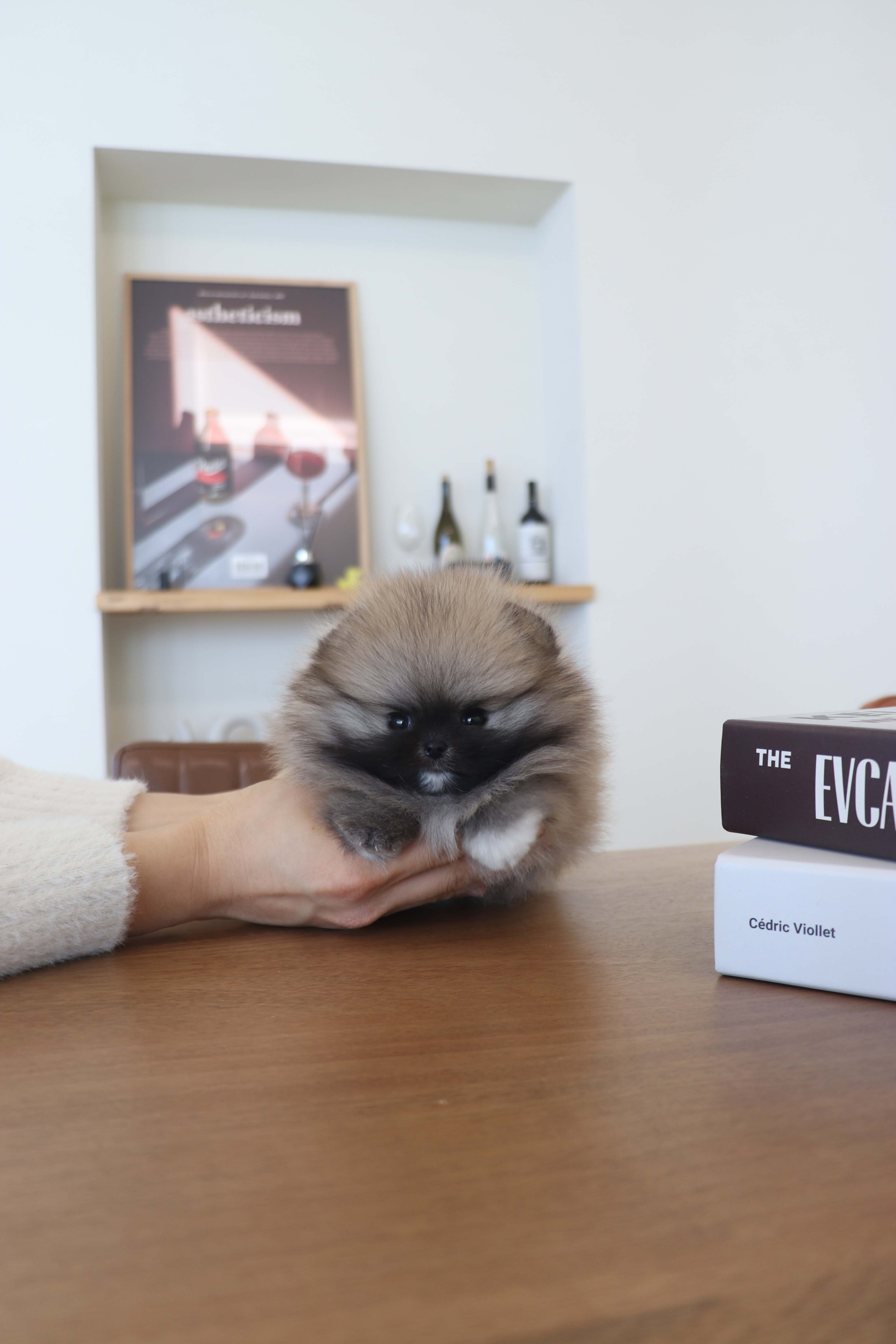 Tiara - Pomeranian F.