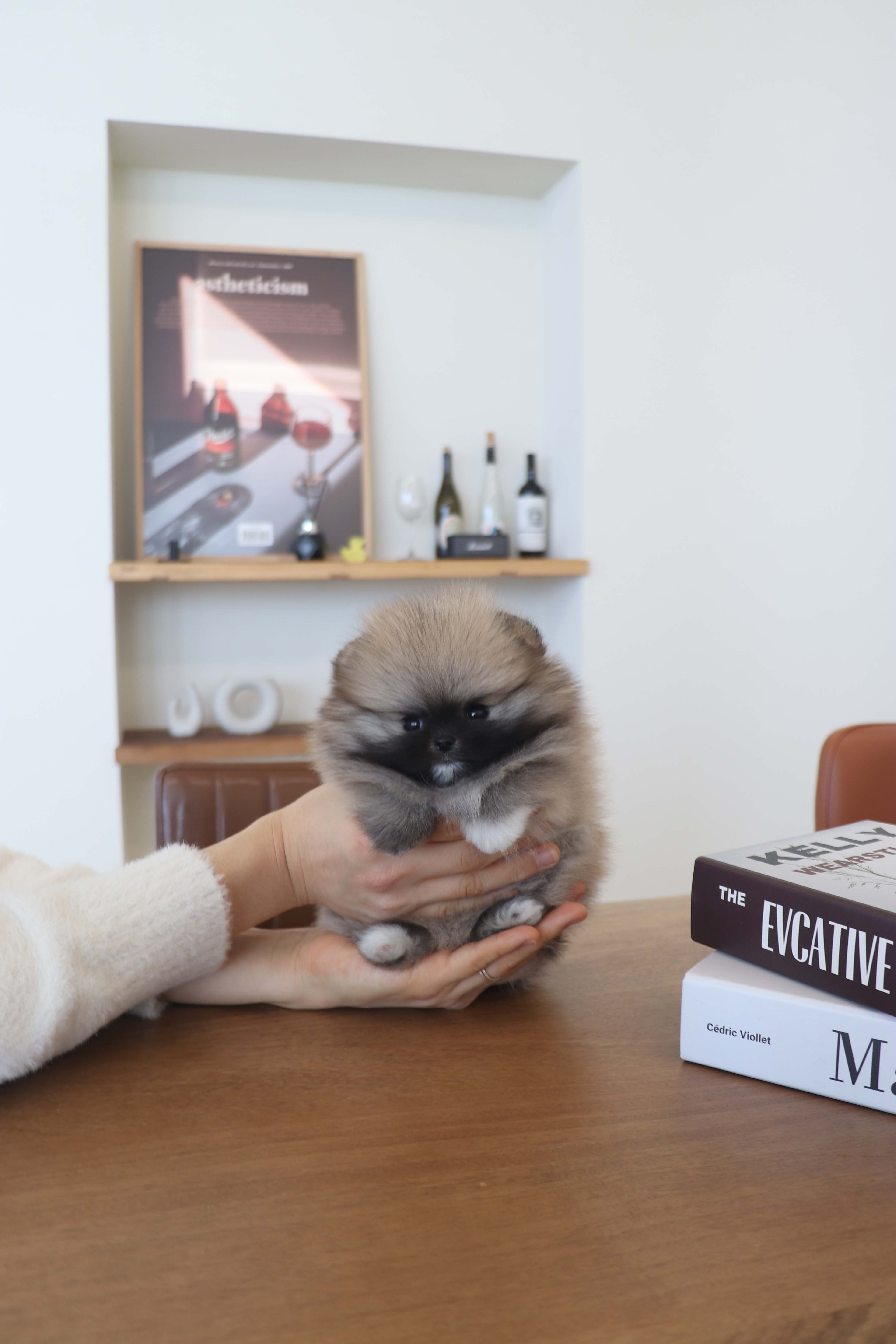 Tiara - Pomeranian F.