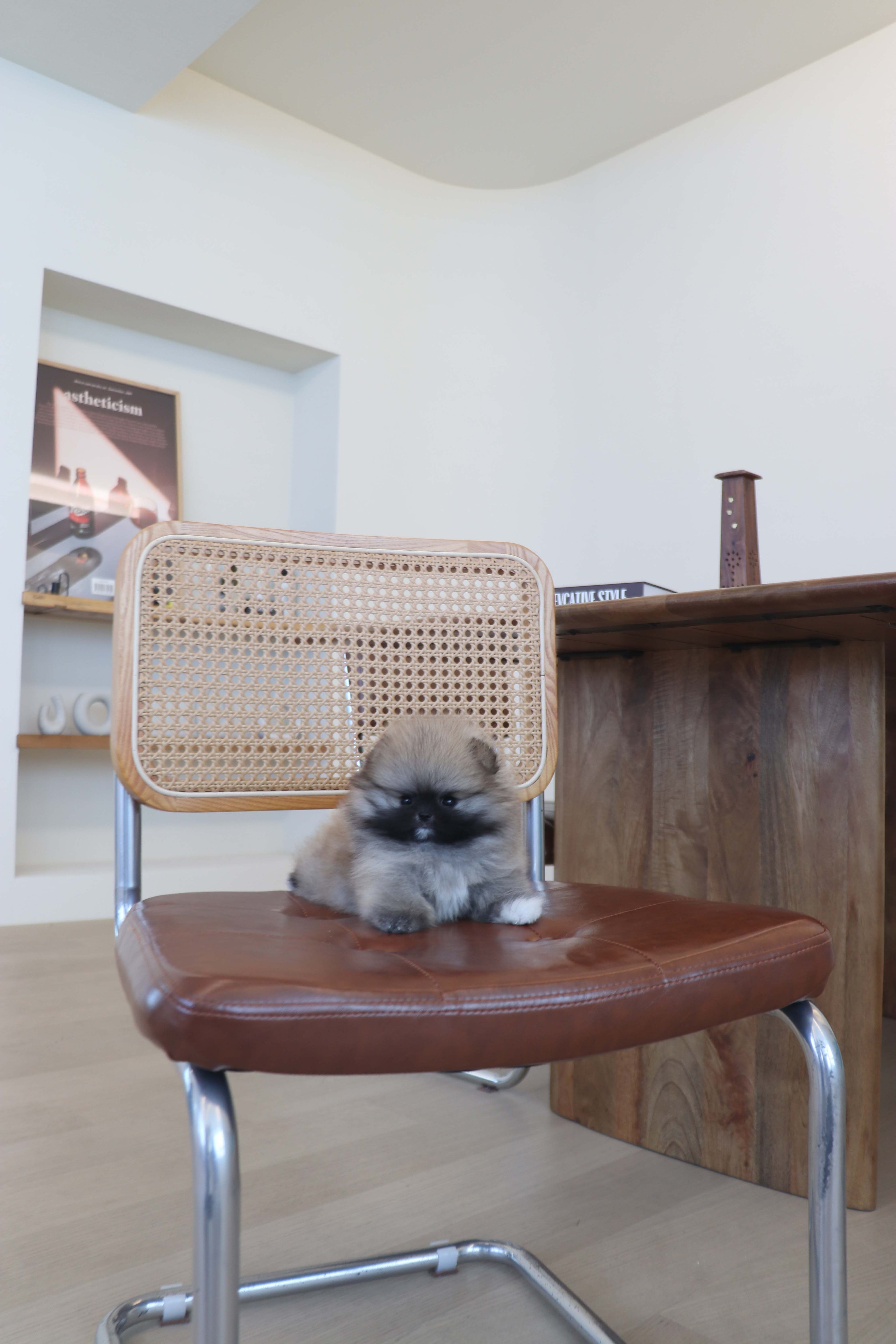 Tiara - Pomeranian F.