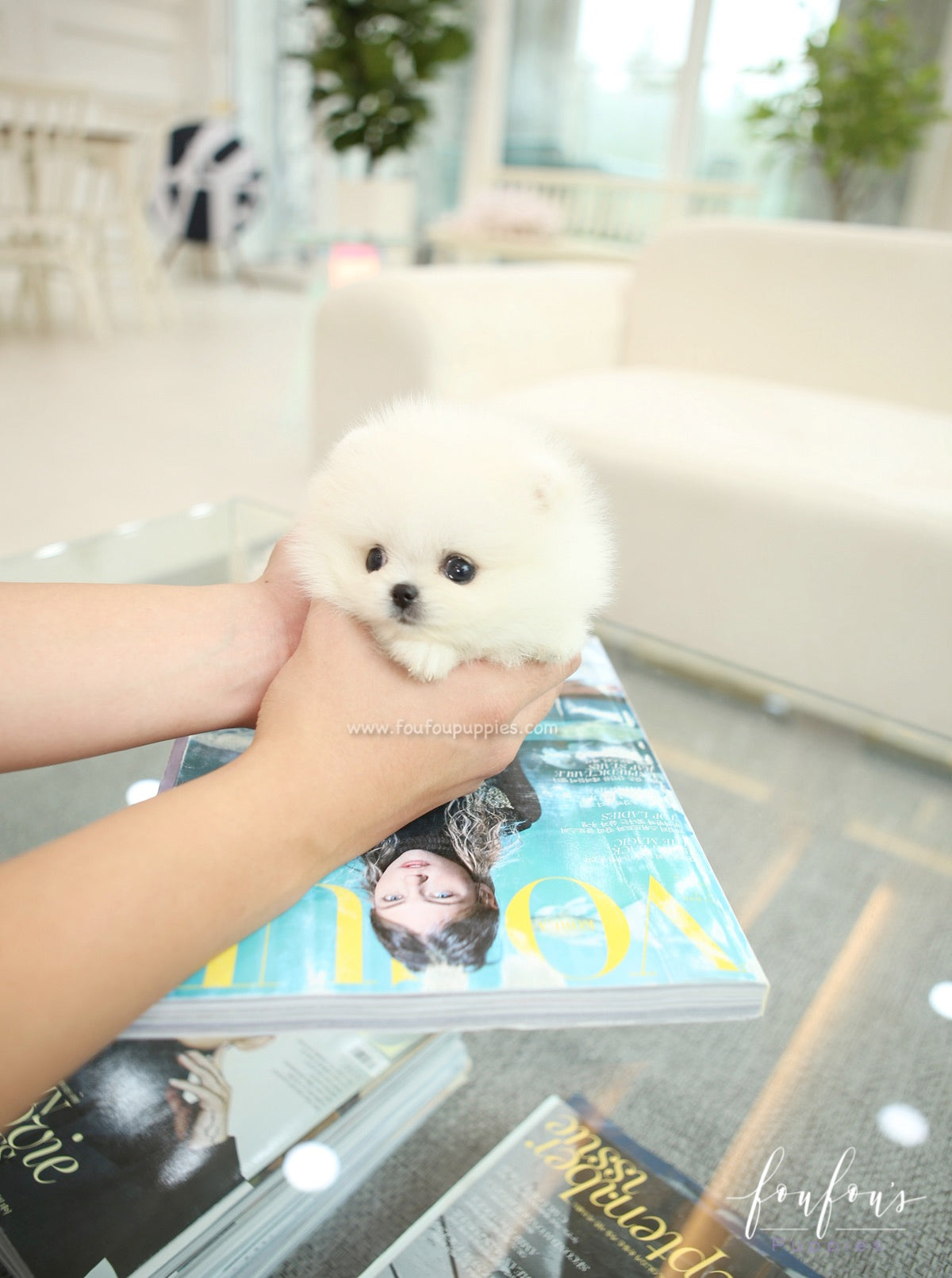 Sugar - Pomeranian F.