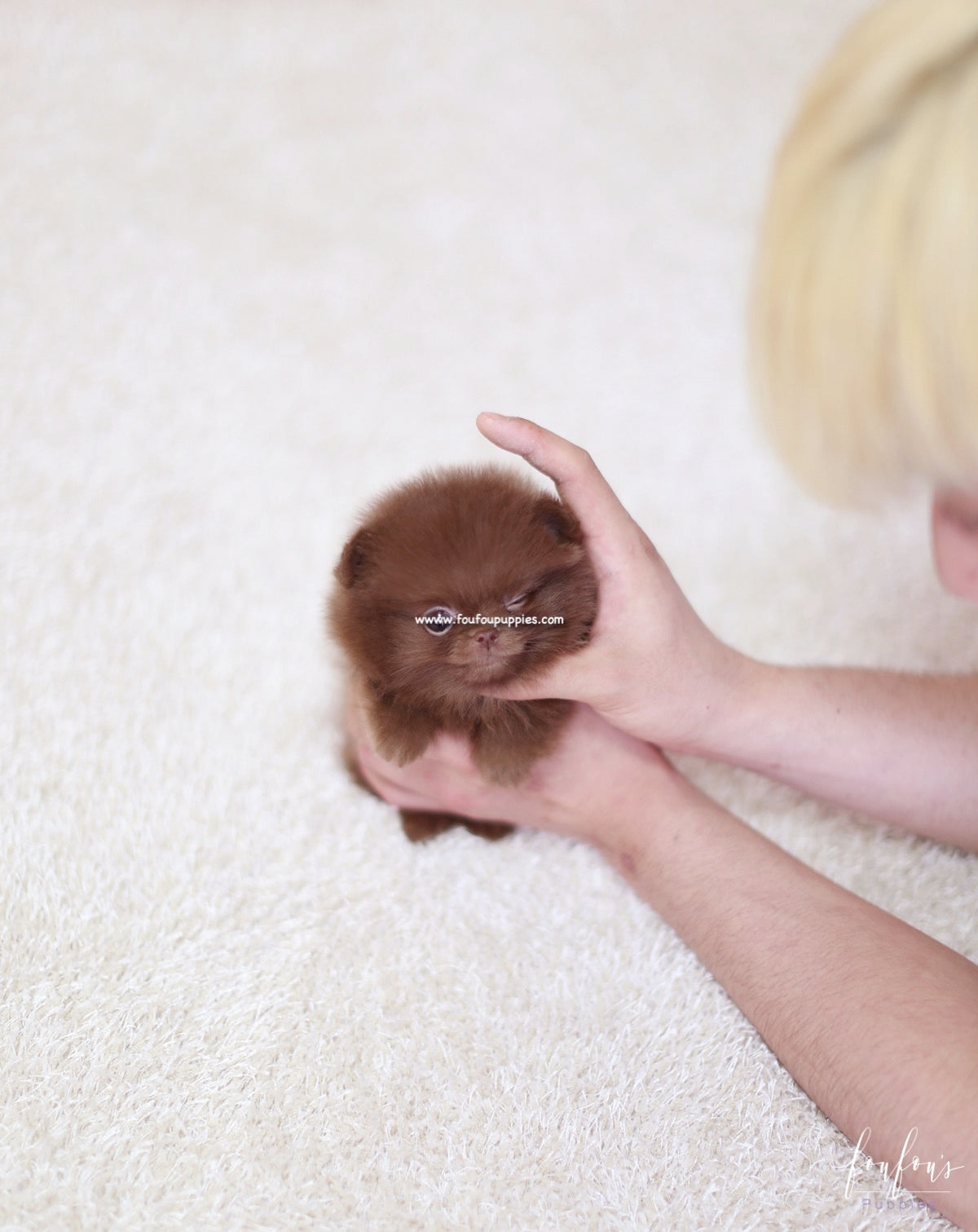 Truffle - Pomeranian M.