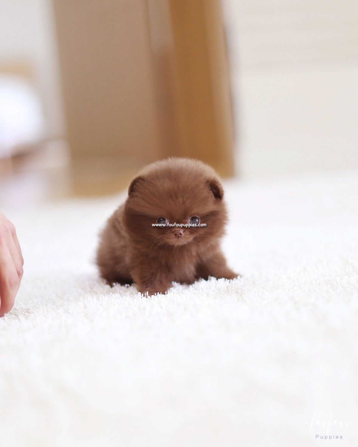 Truffle - Pomeranian M.