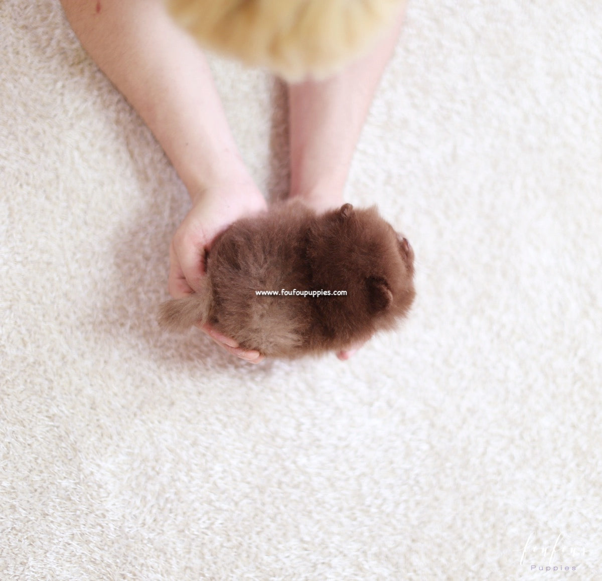 Truffle - Pomeranian M.