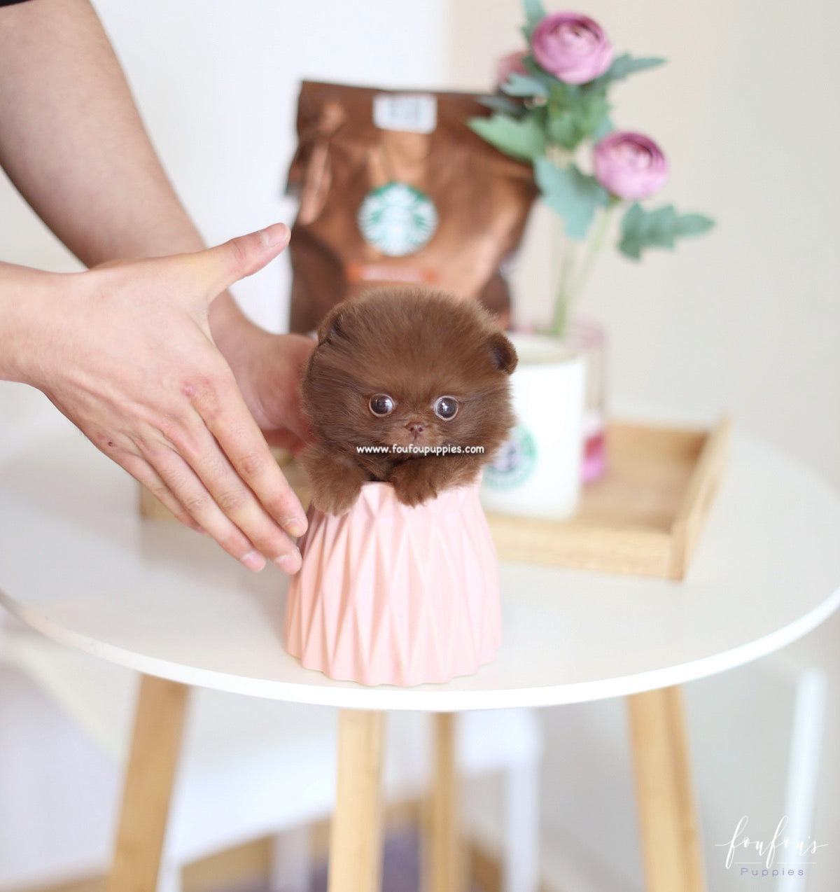 Truffle - Pomeranian M.