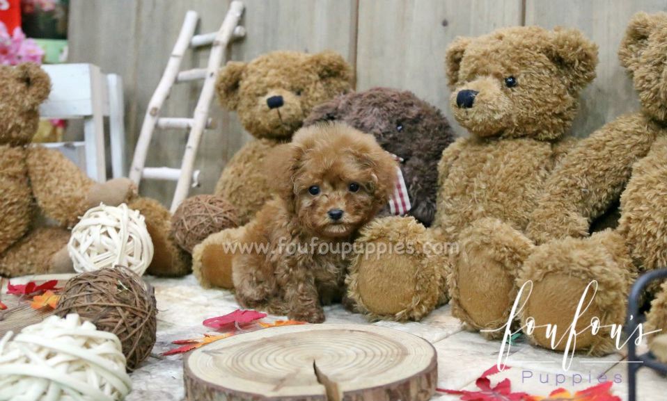 What Is an F1B Mini Goldendoodle? Size, Coat, and Shedding Explained