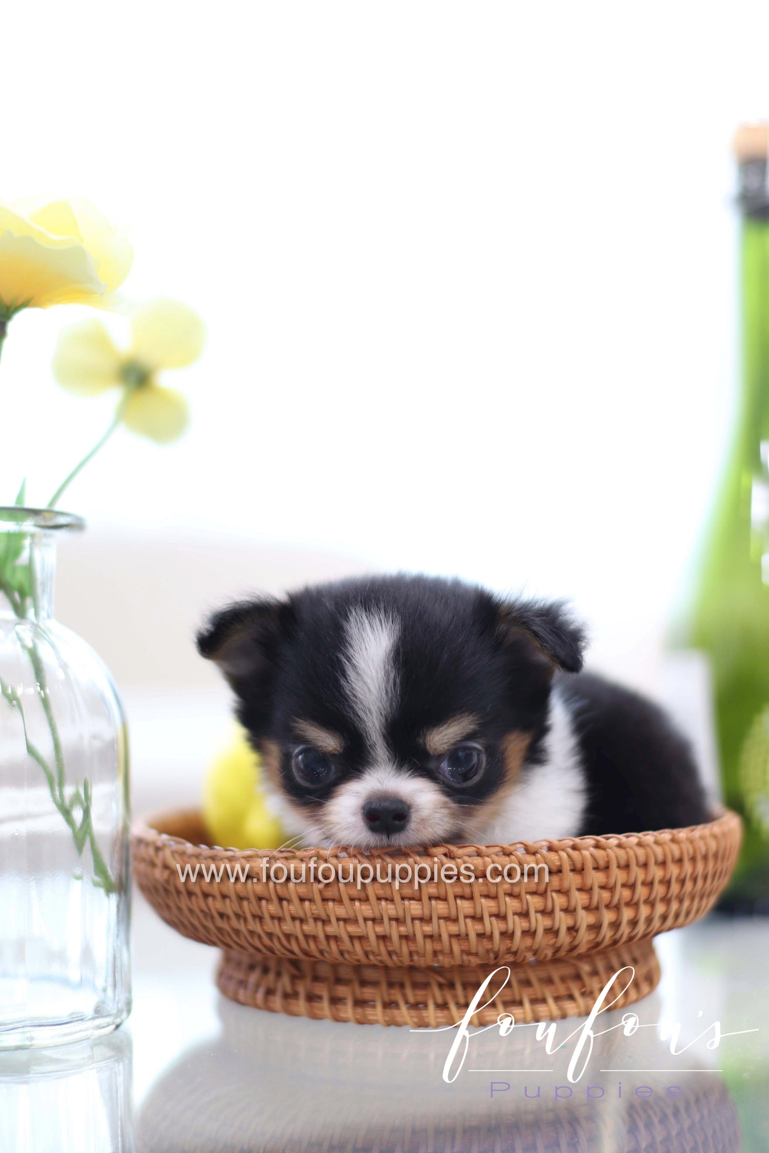 The Ultimate Teacup Puppy Care Guide for Dubai’s Hot Climate
