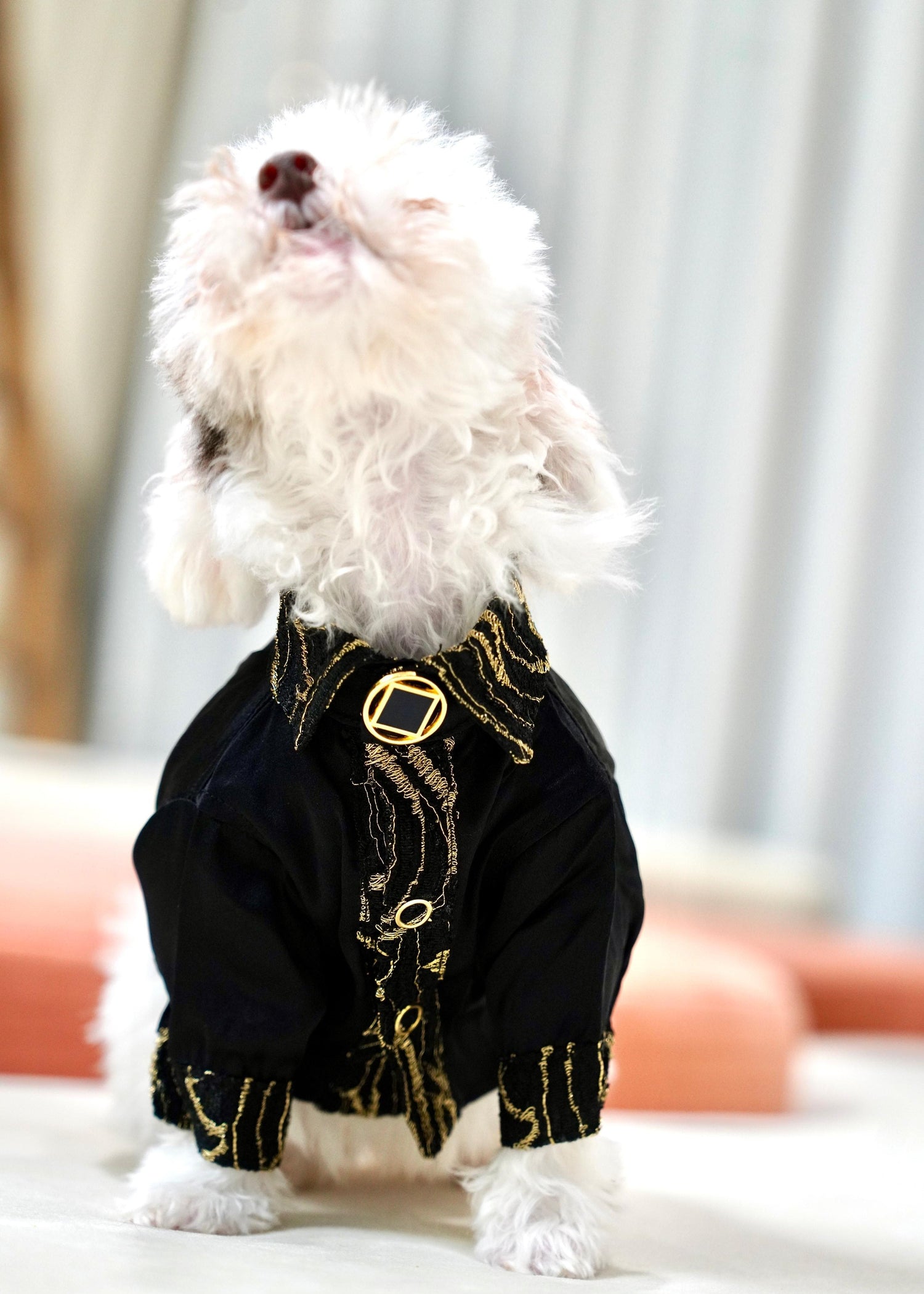 Pet Grooming Made Easy: Expert Tips to Keep Your Furry Friend Looking and Feeling Their Best