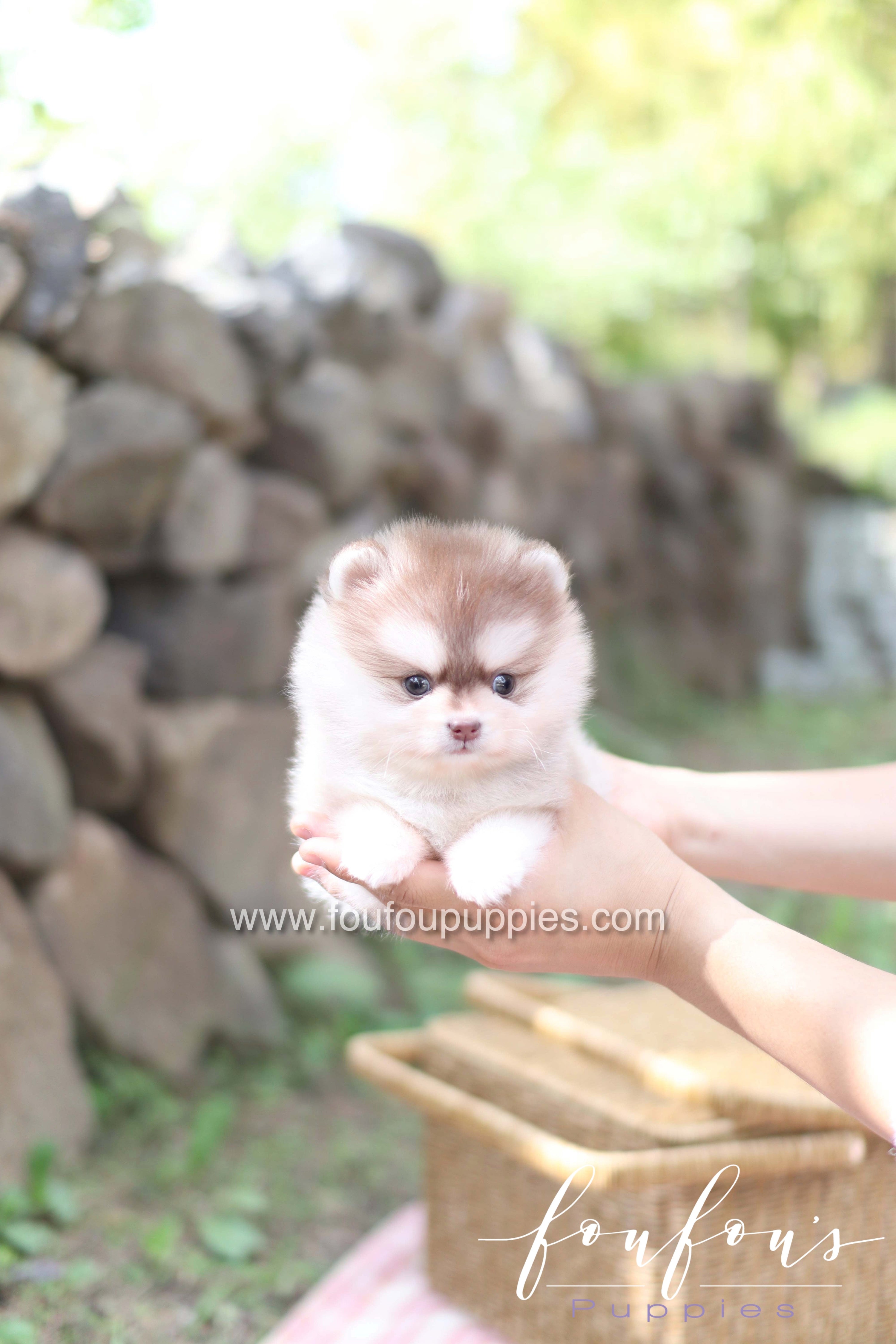 First Time Owners Checklist for Bringing Home a Teacup Puppy in Dubai