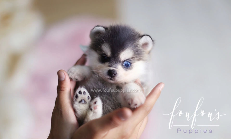 Pomsky vs. Husky: Which Breed Actually Fits Your Life?
