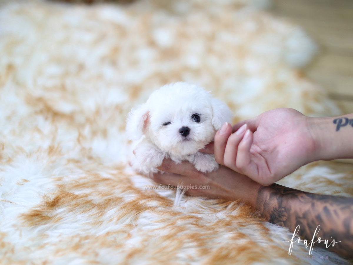 The Ultimate Guide to the Teacup Bichon Frise: Everything You Need to Know