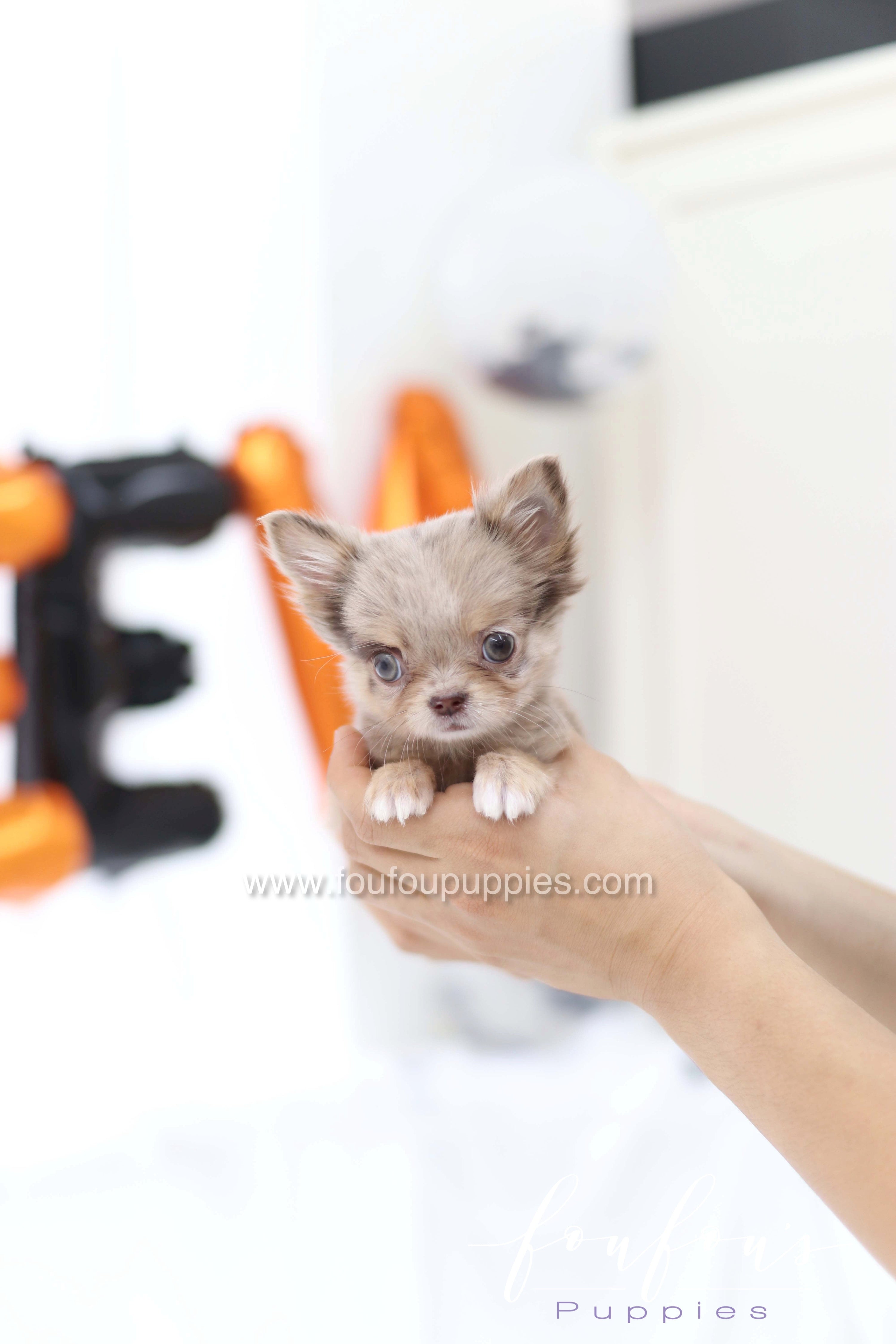 Tiny Paws, Big Hearts: Everything You Need to Know About Teacup Puppies