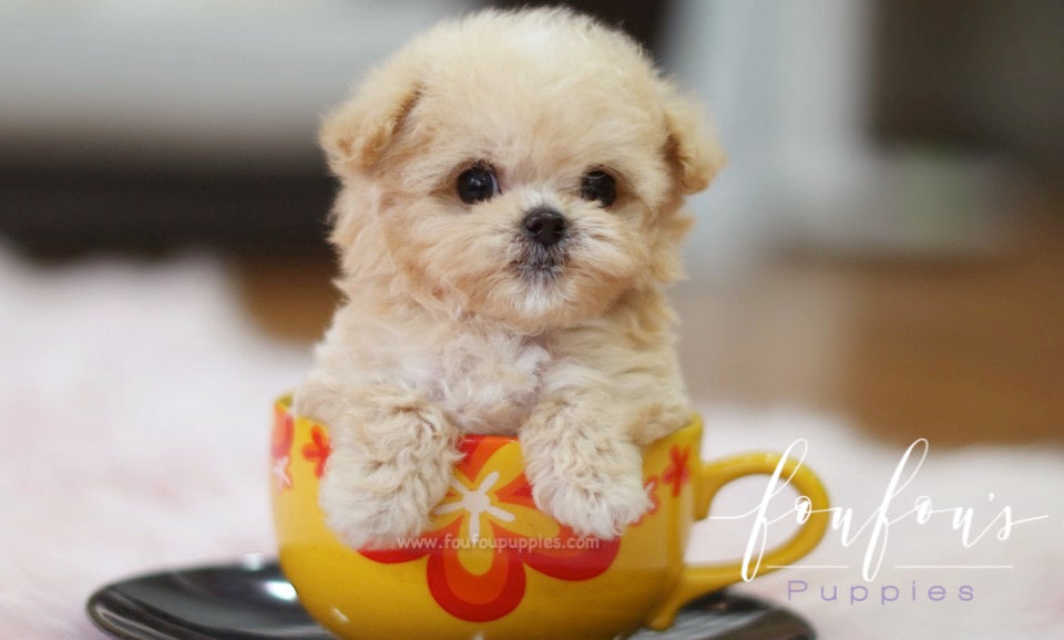 Are Mini Maltipoos Hypoallergenic? A Complete Guide for Allergy-Sensitive Families