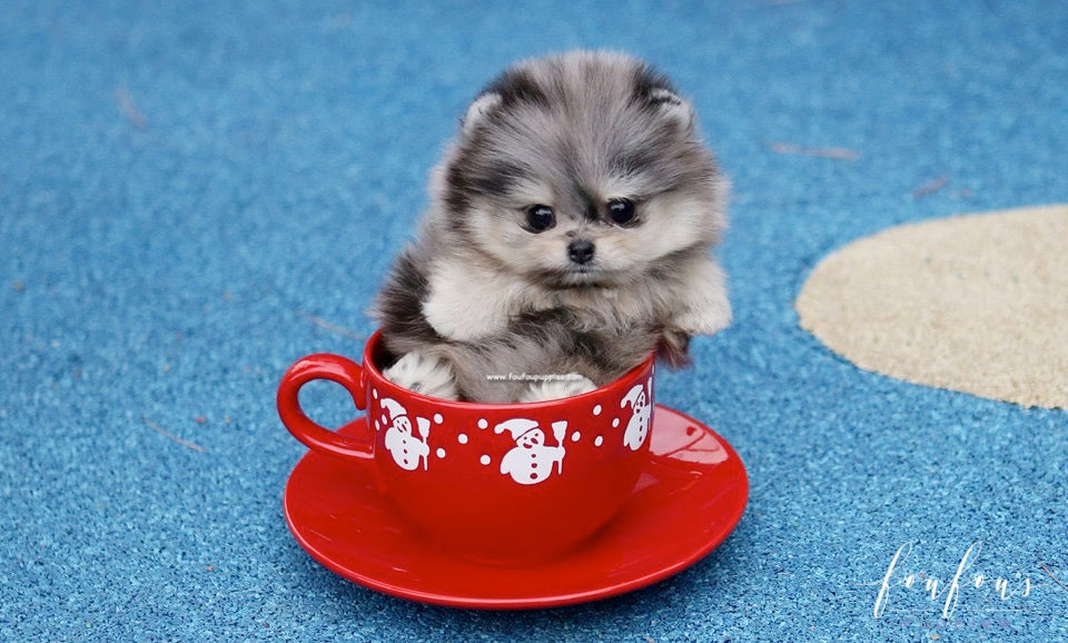 Feeding a Teacup Puppy: Best Foods and a Schedule That Prevents Sugar Crashes