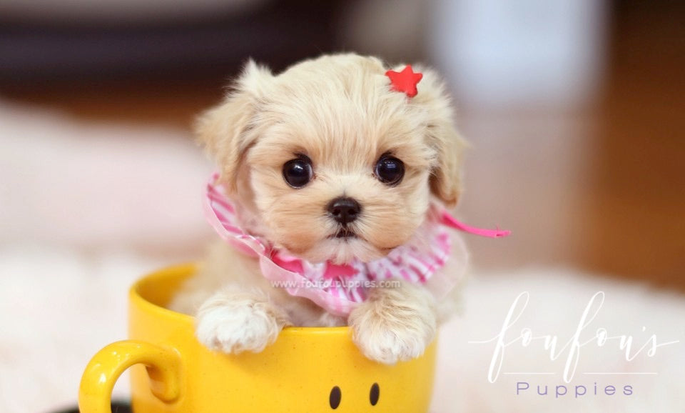 Teacup Maltipoo: A First-Time Owner’s Guide to Size, Care & Cost