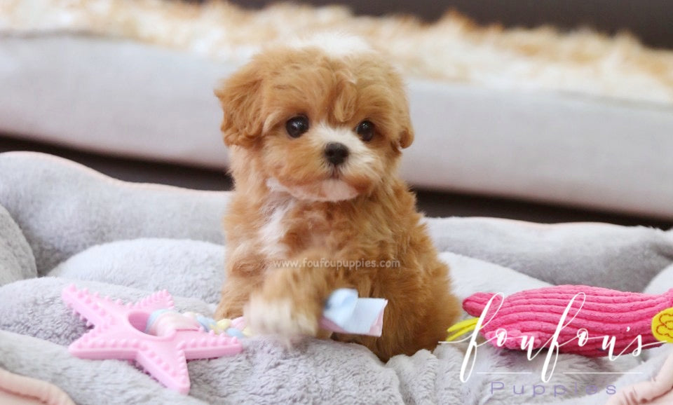 Maltese vs Maltipoo