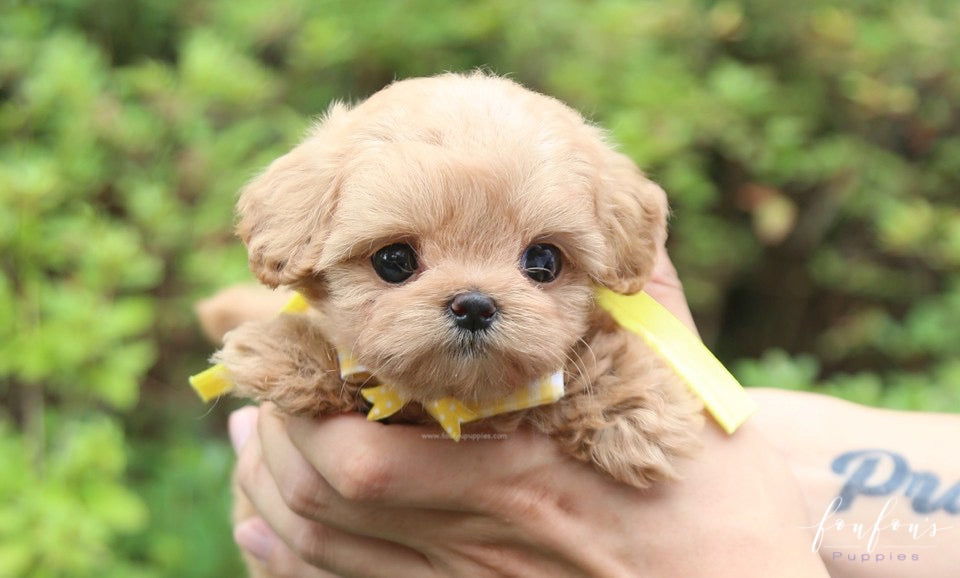 Maltipoo adult size
