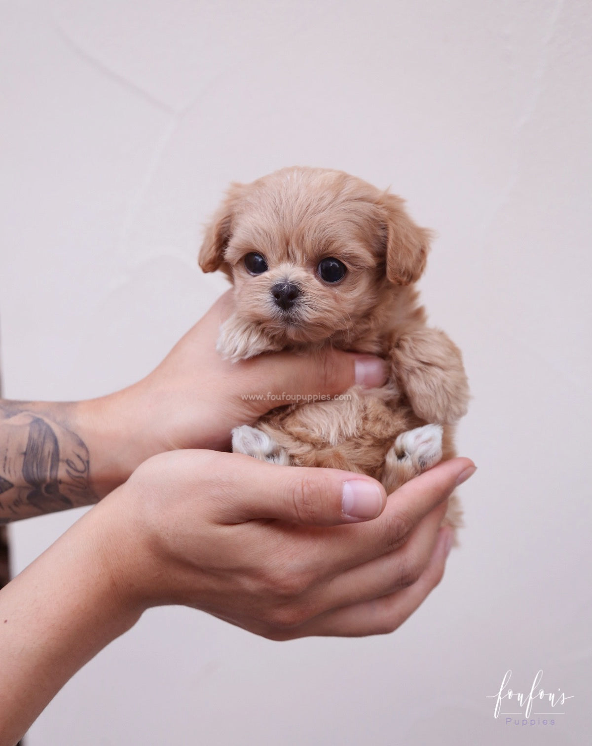 Maltipoo Price Range: A Breakdown of What You're Paying For